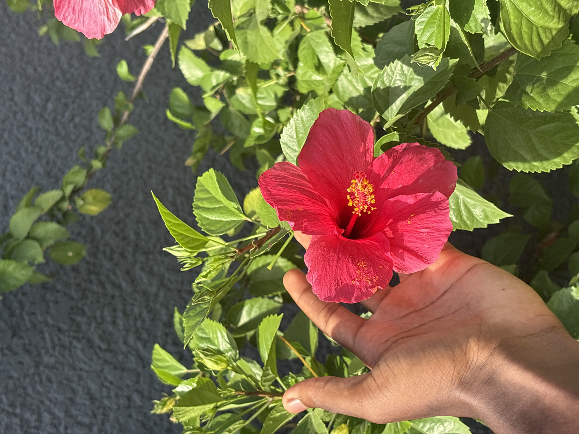 The image depicts a hand gently supporting a vibrant red hibiscus flower, which is part of a plant with green leaves. The background features more foliage and a grey wall or surface. The scene is lit by sunlight, casting shadows across the hand and leaves. The specified location of Igboefon, Nigeria, is likely a residential garden.