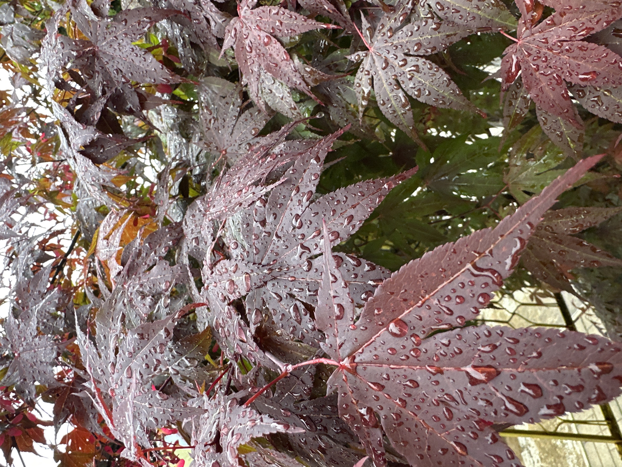 The image shows a close-up view of a Japanese maple tree (Acer palmatum) with dark red leaves covered in water droplets. The leaves are densely packed, creating a layered effect. Some green and orange leaves are visible in the background, suggesting a mix of foliage. The leaves appear to be wet from rain. The image was not taken in Montana, Bulgaria, as there is no city with that name, and the type of tree points to Japan.