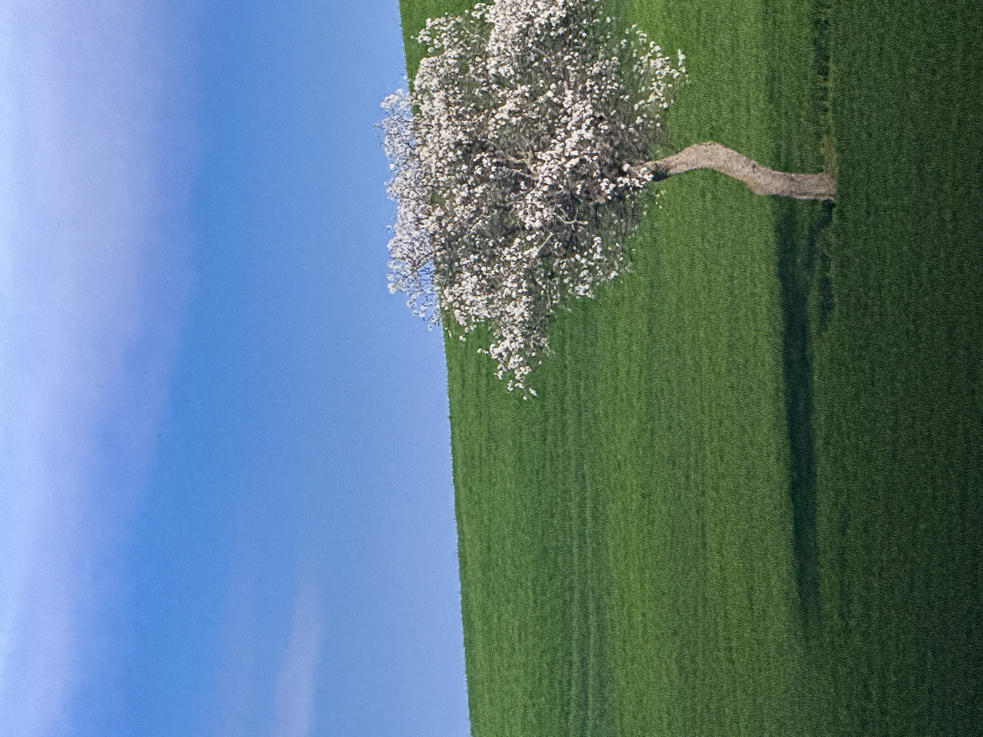 A single tree, covered in white blossoms, stands in a lush green field under a clear blue sky. The tree's trunk is bent, and it casts a long shadow on the ground. The field appears to be a gentle slope. There is no indication of human presence or urban elements in this image, and thus no connection to Saratov, Russia can be made.