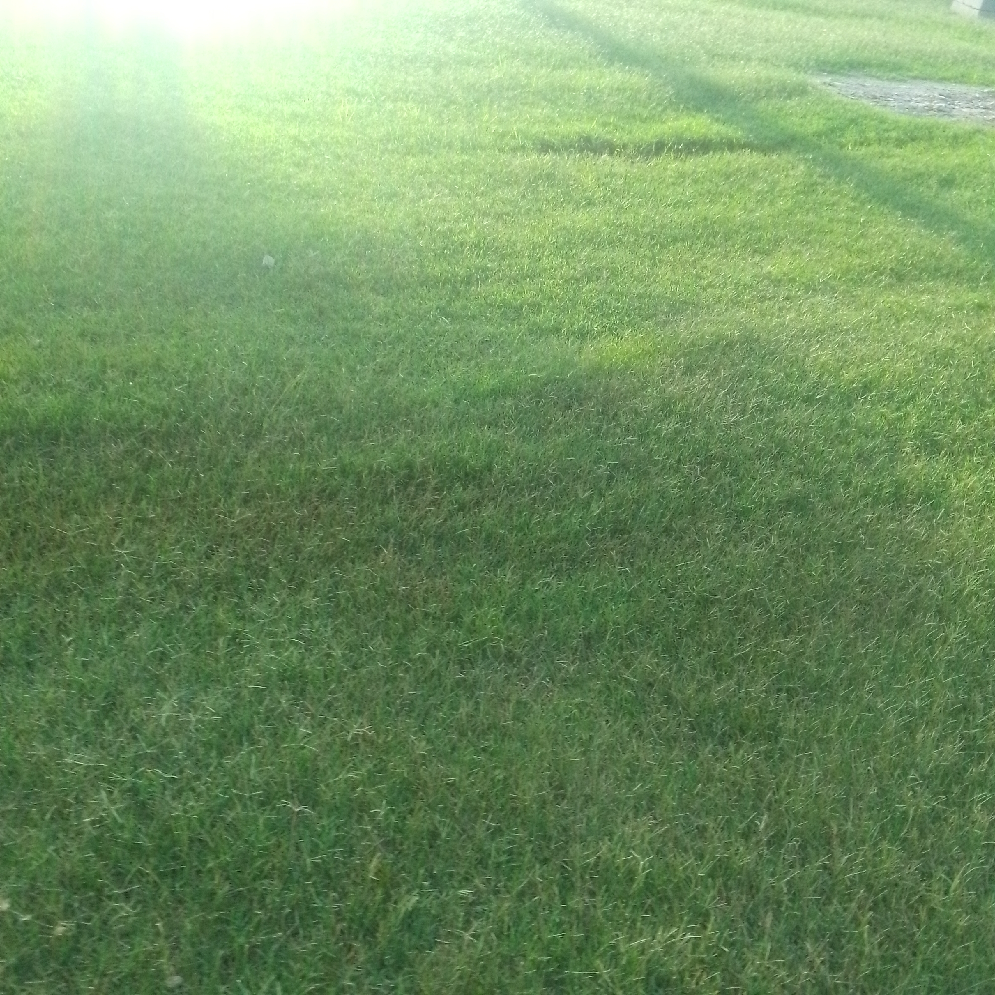 The image displays a close-up view of a well-maintained green grass lawn. The grass is short and appears lush, with sunlight casting a bright, diffused glow across the upper left portion of the scene. There are subtle variations in the green tones, suggesting some blades of grass may be slightly drier or catching the light differently. In the upper right quadrant, a patch of gravel or a dirt pathway is visible, contrasting with the surrounding greenery. The overall impression is one of an outdoor, possibly park-like setting in Jalingo, Nigeria. No people or specific identifiable objects are present beyond the natural elements of grass and earth.