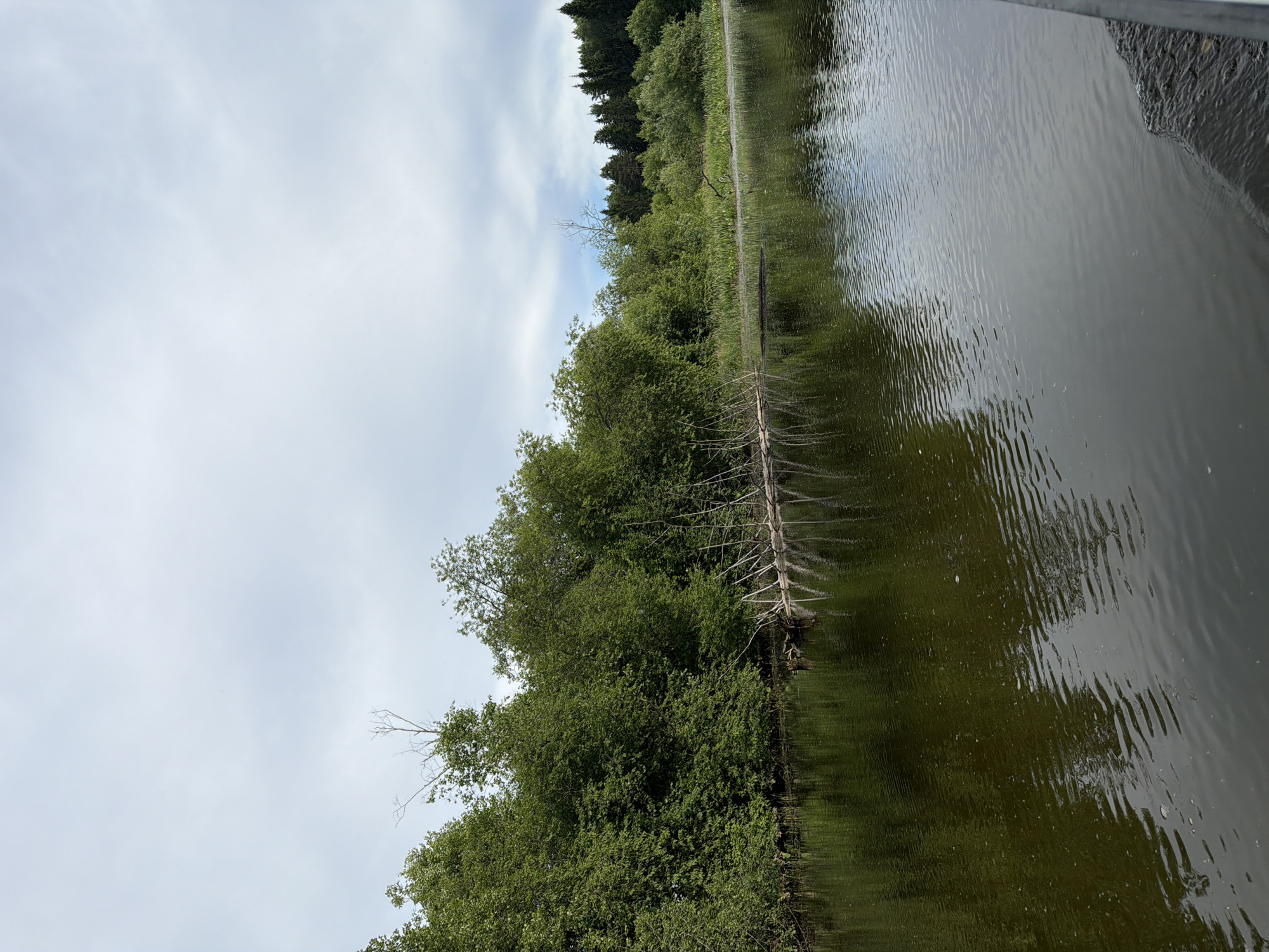 This is a landscape photograph taken from the water, looking towards the shore. The foreground is dominated by a dark, reflective body of water with ripples on its surface. The water appears to be a river or lake, with the shore lined by dense, green foliage. In the midground, a line of trees and bushes forms a natural border along the water's edge. Some fallen logs and branches are visible in the water near the shore, creating a natural barrier or obstruction. In the background, a darker line of coniferous trees suggests a forest further inland. The sky above is overcast with a mix of light and dark gray clouds. The overall impression is one of a natural, undeveloped environment. The image does not contain any people or signs of human activity beyond the implied presence of whoever took the photograph. Based on the prompt, the location is stated to be Garevaya, Russia.