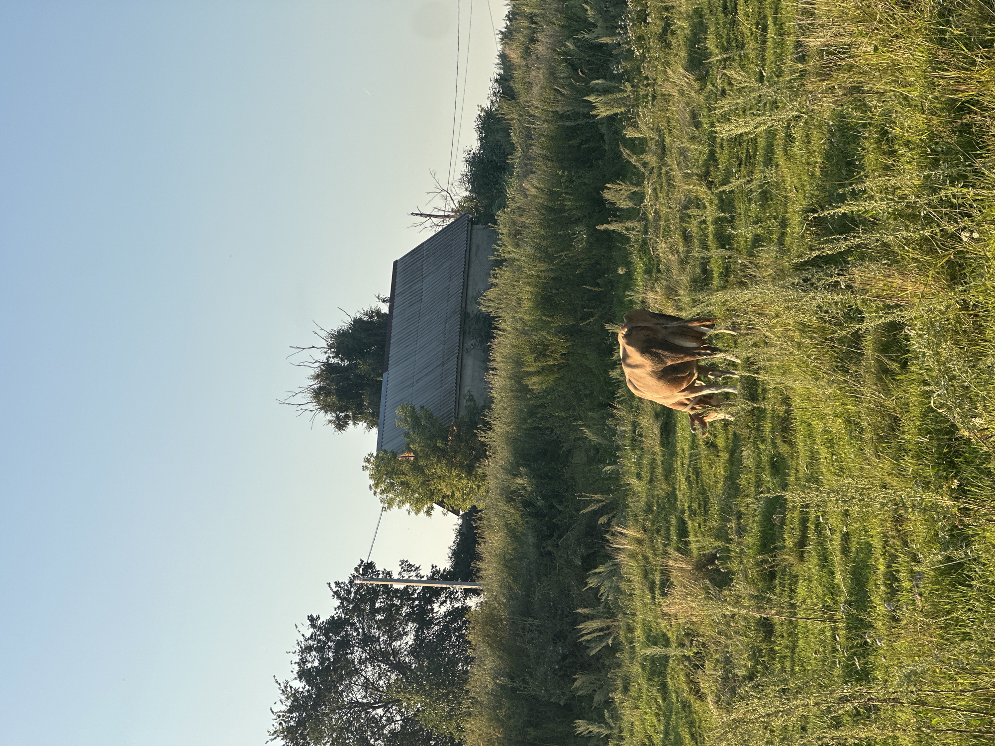 A brown cow grazes in a sunlit grassy field. In the background, a rural building with a corrugated metal roof stands behind a dense growth of green bushes and tall grasses. A utility pole with wires is visible to the left of the building. The sky is clear and pale blue. The scene appears to be in a rural area, possibly on the outskirts of Rasskazovo, Russia.