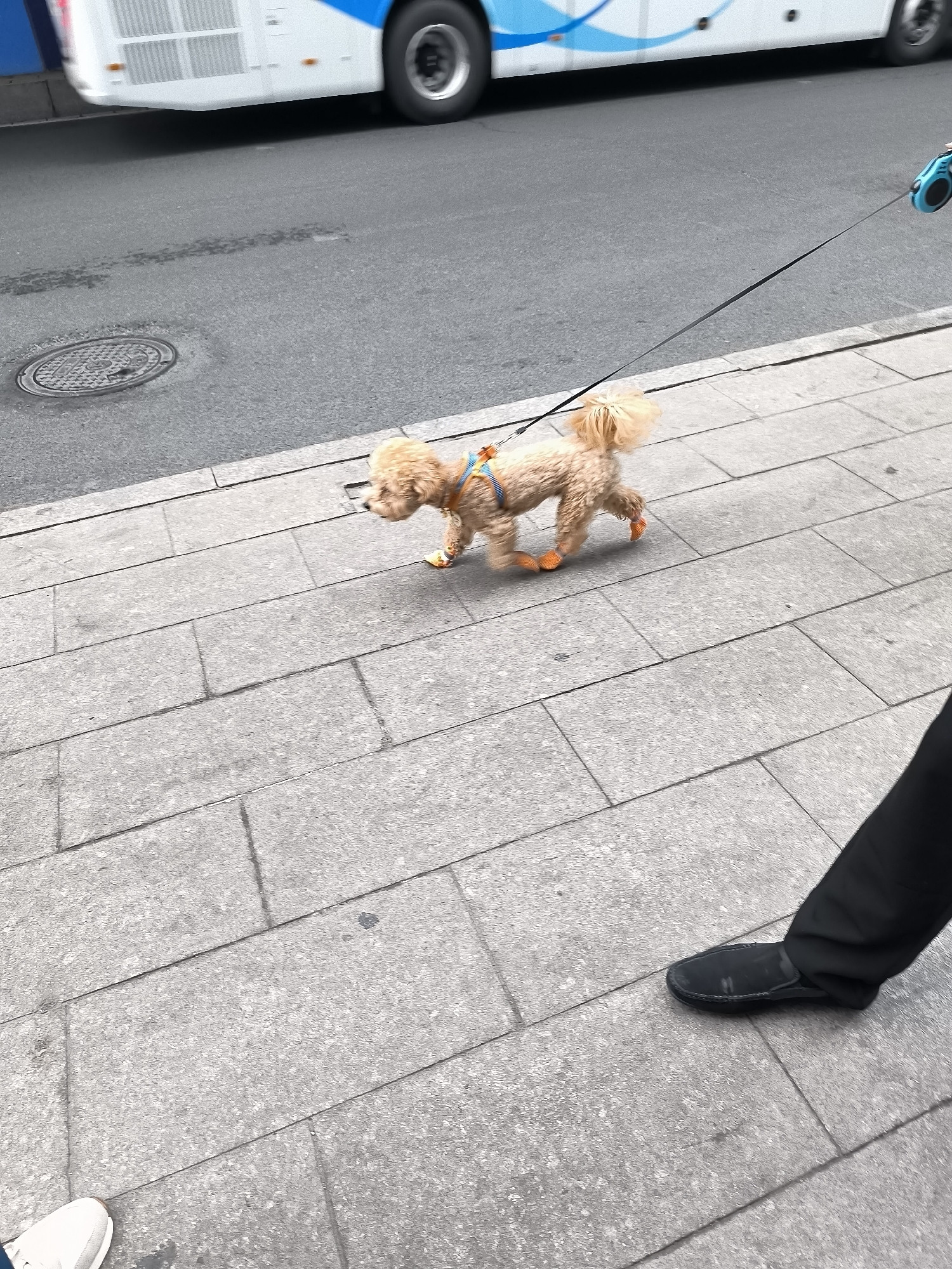 A small, light brown poodle, wearing a harness and orange booties, is being walked on a leash down a paved sidewalk. The dog is walking to the left in the frame. In the background, a bus is visible on the street. The sidewalk is made of large, grey stone pavers. A person's legs, wearing black pants and a black shoe, are visible in the lower right corner of the image, holding the retractable leash. The scene appears to be a public street in Ürümqi, China.