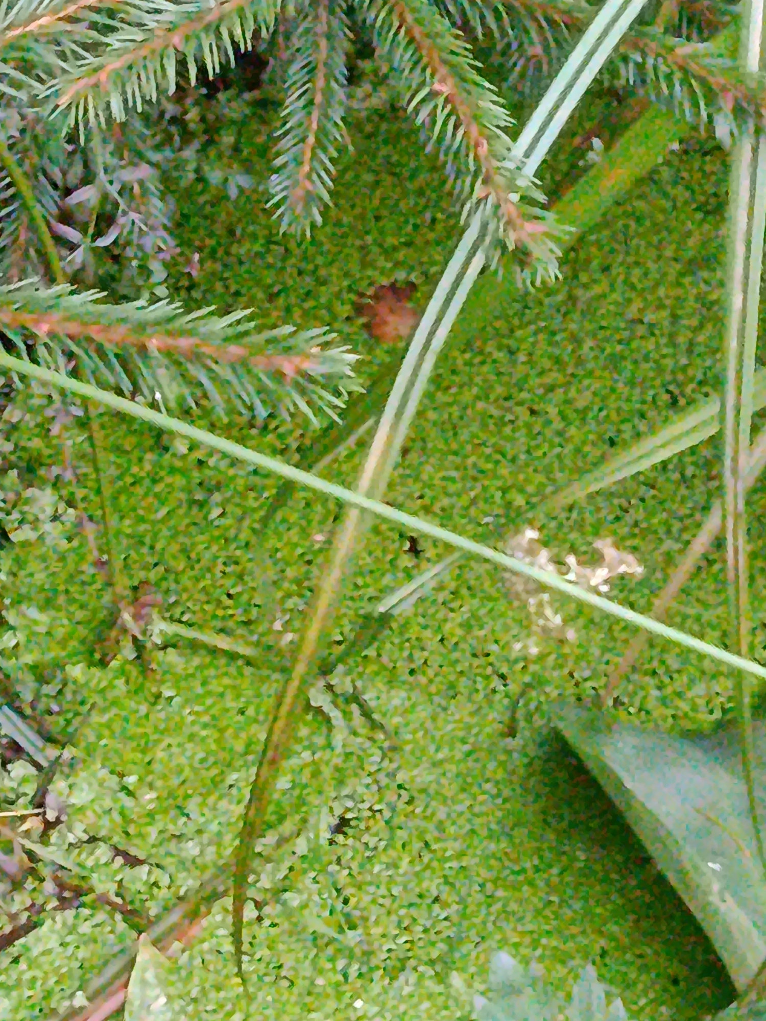 The image shows a close-up view of a dense, low-lying green ground cover, possibly moss or small-leafed plants, interspersed with coniferous branches. Several thin, pale green stalks or blades of grass or reeds are also visible, crossing the frame diagonally. In the upper left, parts of a dark green coniferous branch are prominent. In the lower right, a portion of a curved, light gray object, possibly part of a man-made structure or tool, is visible. The ground cover is a vibrant green with some darker specks and occasional lighter patches. The overall impression is of a natural, possibly damp, outdoor environment. There are no people or animals visible in the image. The location is specified as Verea, Russia.