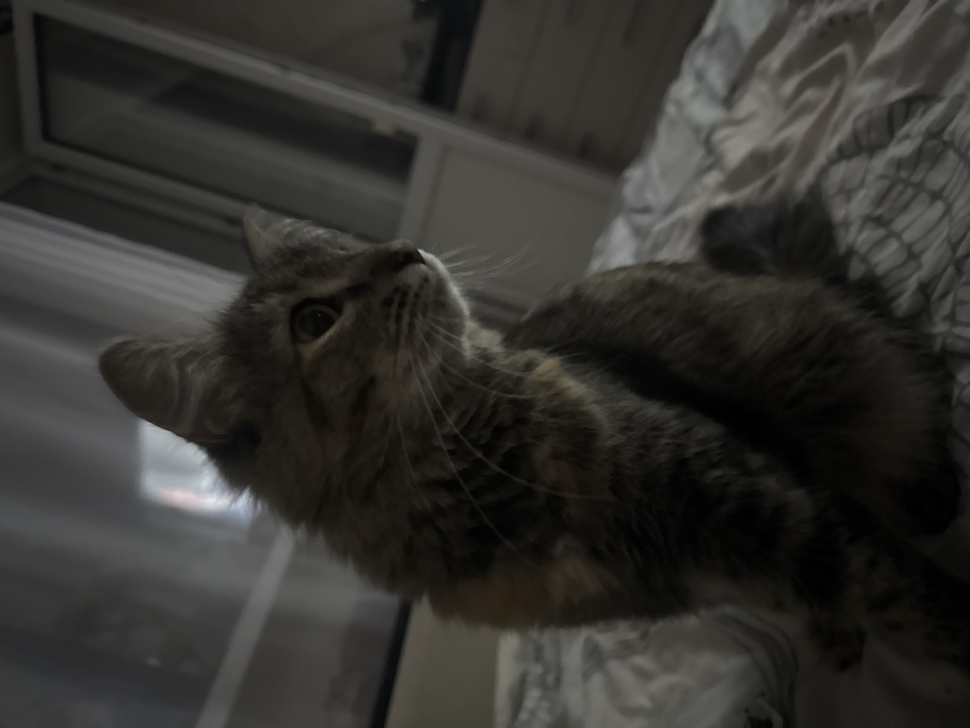 A medium shot shows a fluffy, multi-colored cat sitting on a bed with white and gray patterned sheets. The cat is facing to the right, with its head turned towards the viewer, looking slightly upwards. Its fur is a mix of brown, black, and orange. The background is dark and out of focus, with a blurred window or doorframe visible on the right. The lighting is dim. The image does not contain information that can be used to determine the location in Saratov, Russia.