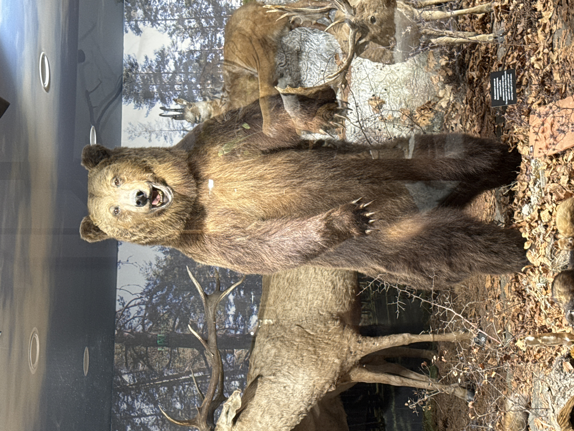 A taxidermied brown bear is posed on its hind legs in front of a backdrop of a forest scene. Also in the display are taxidermied deer. The display appears to be behind glass. The photo was taken at the Plovdiv Natural History Museum in Plovdiv, Bulgaria.