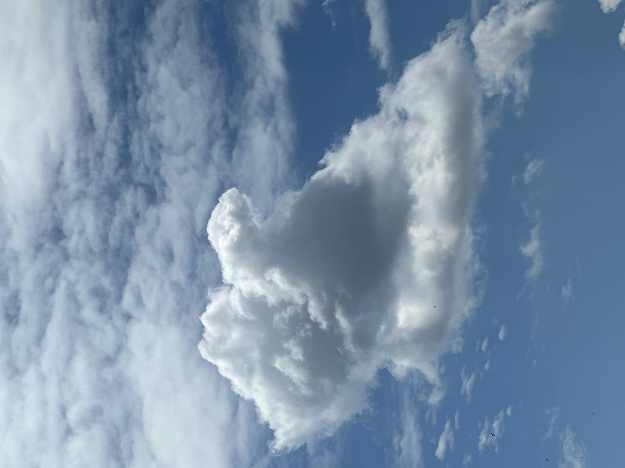 A bright blue sky is filled with a variety of white and grey clouds. A large, fluffy white cloud dominates the center of the frame, appearing to be in motion. Several smaller clouds are scattered throughout the sky, some appearing wispy and others more defined. The sunlight creates varying shades of white and grey on the clouds, giving them depth and texture. There are a few small, dark specks that appear to be birds in flight scattered across the sky, and some even appear to be silhouetted against the lighter clouds. The overall scene depicts a dynamic and lively sky with the interplay of light and shadow on the clouds.