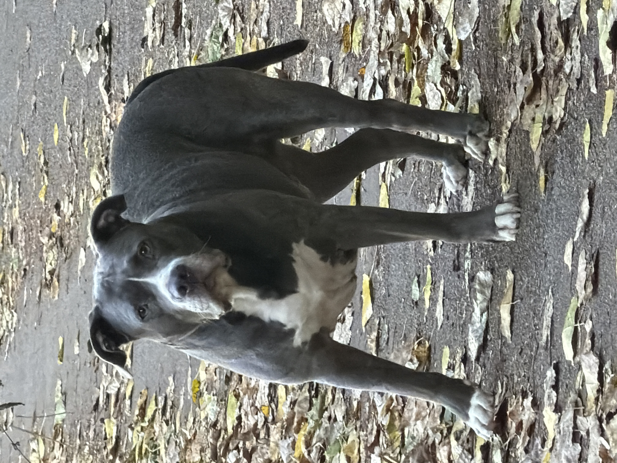 A medium shot shows a gray and white pit bull standing on a paved path covered with fallen leaves. The dog is facing the camera, its head slightly tilted. The path appears to be in a park or wooded area. The leaves are a mix of yellow, brown, and green, indicating it is autumn. The background is blurred, but suggests a natural outdoor setting, possibly within the city of Schifflange, Luxembourg. The dog's fur is short and smooth, and it has a white blaze on its chest and a white muzzle. Its ears are cropped and stand upright. The dog's stance is alert and its tail is slightly raised. The lighting suggests it is daytime, possibly late afternoon due to the soft light.