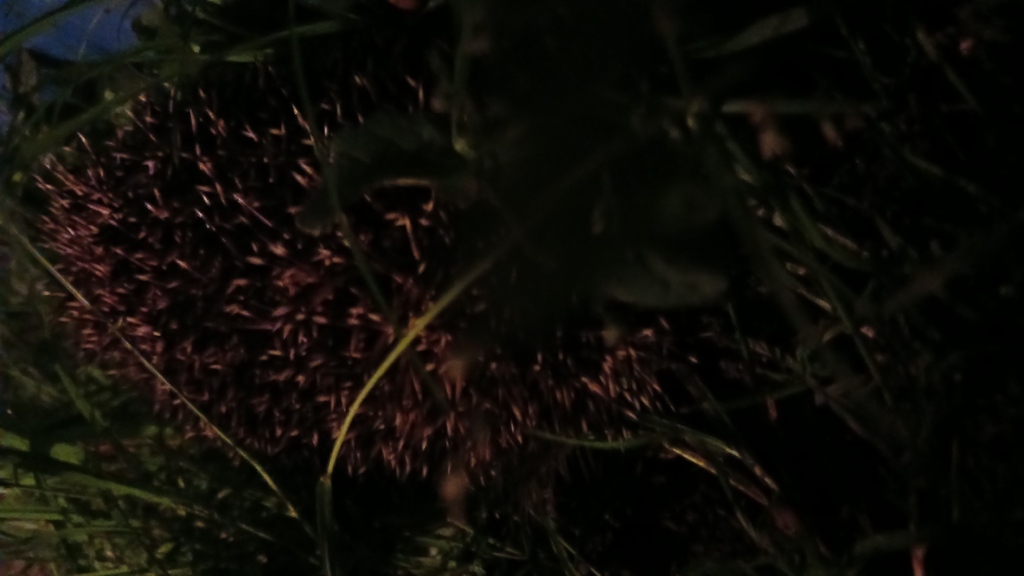 In the city of Monastyryska, Ukraine, a hedgehog is partially visible, nestled amongst dark green grass and vegetation. The hedgehog's back is covered in sharp, brown quills, and it appears to be curled into a ball, a defensive posture. The surrounding environment is dark, suggesting it might be dusk or nighttime. The lighting is dim, with some faint yellow highlights reflecting off the grass and quills. The image is close-up, focusing on the texture and detail of the hedgehog's spines and the surrounding foliage. The overall scene is natural and serene, capturing a glimpse of wildlife in its habitat.