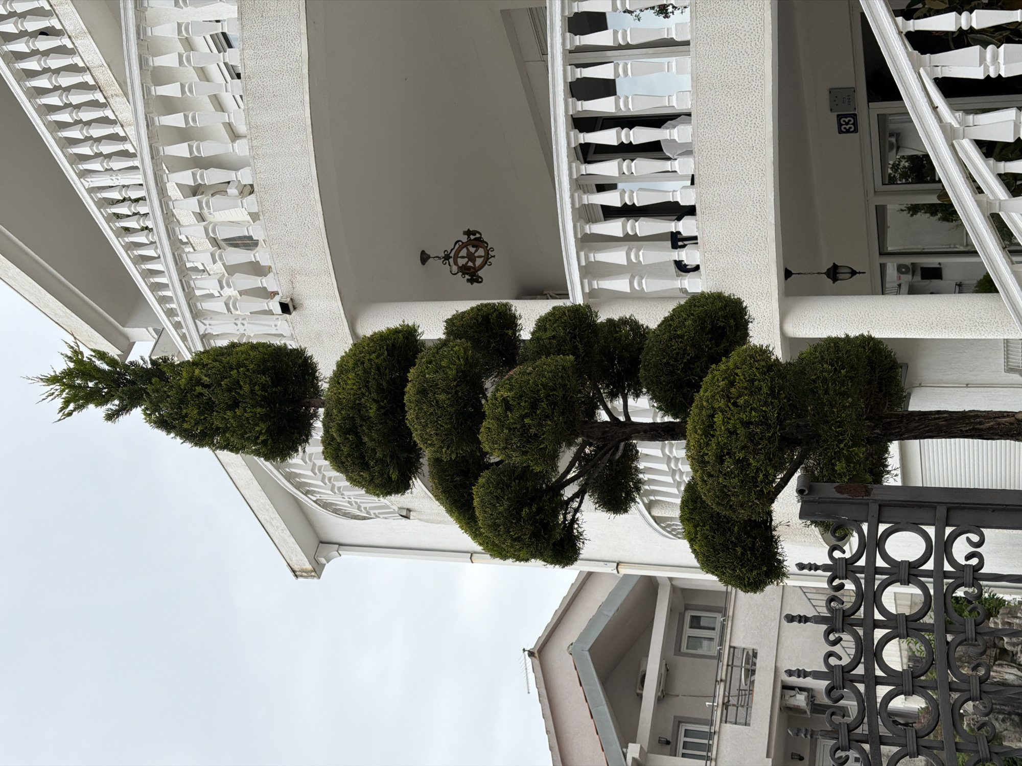 The image depicts a multi-tiered topiary tree in front of a white building with ornate balconies and railings. The building appears to be a residence, possibly a house or apartment building. A neighboring building is visible in the background, suggesting an urban or suburban setting. A decorative metal gate or fence is present in the foreground, partially obscuring the view. The sky is overcast. The location is likely Budva, Montenegro, based on the architectural style and landscape common to the area.