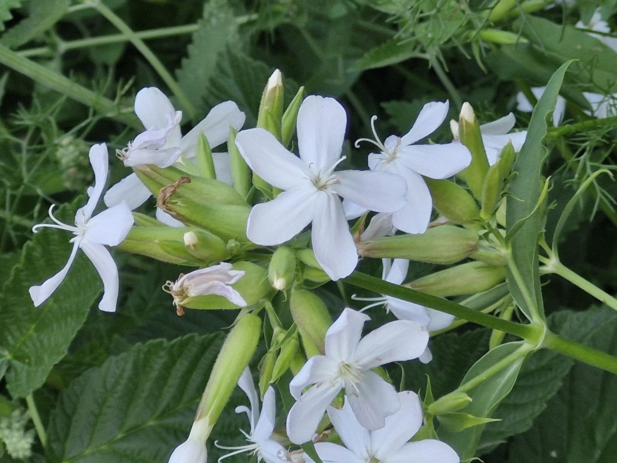 This image showcases a cluster of white flowers with delicate petals, likely a species of Silene, commonly known as campions or catchflies. The flowers are in various stages of bloom, with some fully open and others still in bud. Their petals are notably notched or deeply divided, giving them a somewhat feathery appearance.
The flowers are growing on slender green stems, interspersed with long, narrow green sepals that are fused to form a characteristic inflated calyx, some of which are tinged brown at the tips, suggesting they are past their prime. The background is a lush, verdant blur of green leaves and thin, reedy stems, indicating a natural, outdoor setting. The lighting suggests it is daytime, possibly late morning or afternoon, with diffused sunlight that highlights the white of the petals against the darker green foliage. There are no people or animals visible in the frame, and the focus is entirely on the botanical subjects. The image evokes a sense of natural beauty and the quiet unfolding of life in a garden or wild meadow. There is no visible text in the image. The location context provided places this scene in Қонысбай, Kazakhstan.