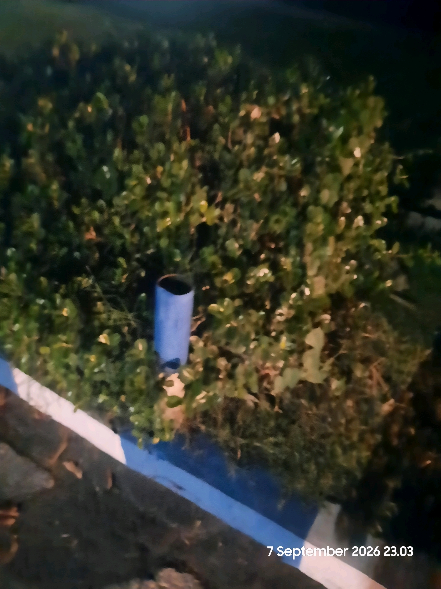 The image shows a blue cylindrical object partially obscured by dense green foliage. The object appears to be a trash can or a planter. The foliage is a mix of leaves and branches, some of which are illuminated by an unseen light source, creating highlights. In the foreground, a curb or raised planter edge is visible, painted with blue and white stripes. The ground in front of the curb is dark and appears to be asphalt or concrete, with a few scattered leaves or debris. The overall lighting suggests it is nighttime or dusk. A timestamp "7 September 2026 23.03" is visible in the bottom right corner of the image. The scene is likely outdoors, possibly in a park, garden, or along a street in the city of Gending, Indonesia, given the context provided.