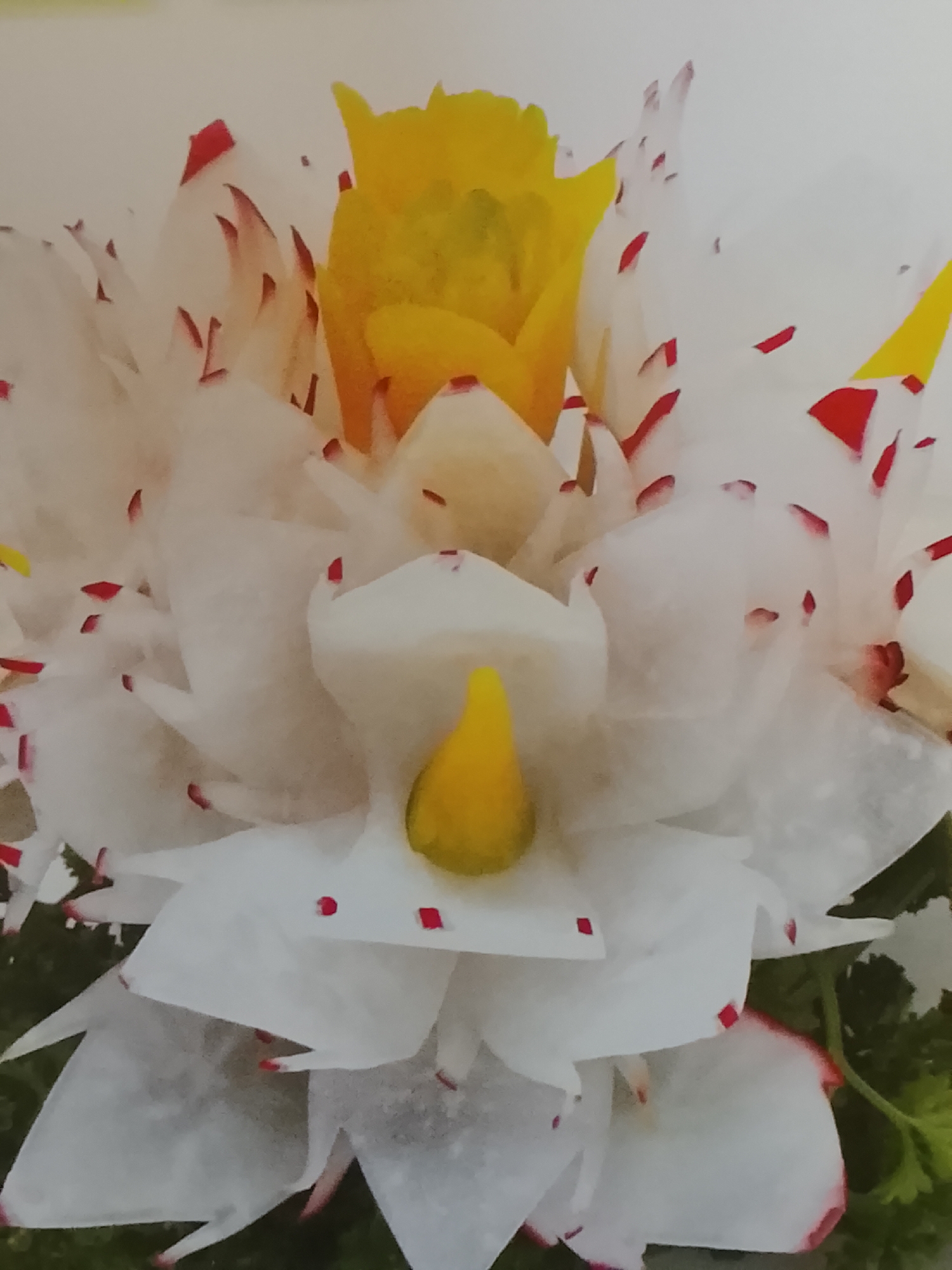 The image shows a close-up of a food sculpture resembling a flower, likely created from radish or other white vegetables. The "petals" are white with scattered small red spots. The center of the flower features yellow pieces of the vegetable, arranged to mimic the stamen and pistil. Green herbs are visible at the base of the sculpture, providing a contrasting background. The location in Altagracia, Venezuela, is not discernible from the image. There are no people visible in the frame.