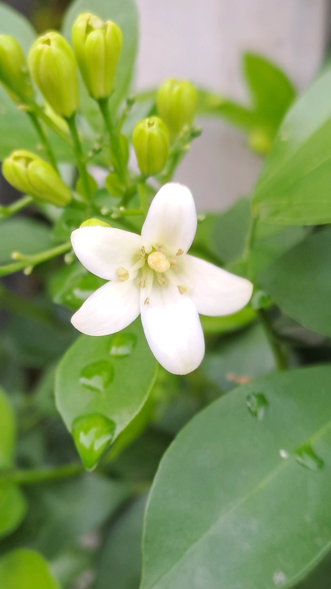 The image is a close-up, macro photograph of a white flower in bloom, surrounded by green leaves and buds. The flower has five delicate petals with a yellow stamen in the center. Several green buds are visible in the upper left portion of the frame, some appearing tightly closed and others slightly open. Water droplets are present on some of the leaves, suggesting recent rain or dew. The background is a soft, blurred green and gray, indicating a natural setting. The image does not contain any specific information about the city of Julicotmeurak, Indonesia, nor does it depict any people, actions, or interactions.