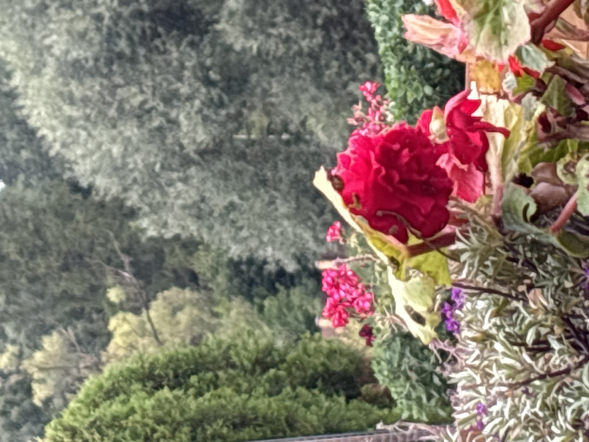 This is a medium-shot, eye-level, outdoor photograph of a garden with a variety of plants and flowers. The foreground is dominated by a large, ruffled red flower, possibly a begonia, with some lighter green leaves. Behind it, a cluster of smaller pink flowers is visible. The middle ground consists of dense green foliage, likely shrubs and bushes. In the background, there are trees with varied shades of green and greyish-green foliage, suggesting a forest or park setting. The lighting appears to be overcast or diffused, resulting in soft shadows. The overall impression is a lush, natural environment. There are no people or animals present in the image. The image does not provide any specific clues to its location within Zvenigorod, Russia.