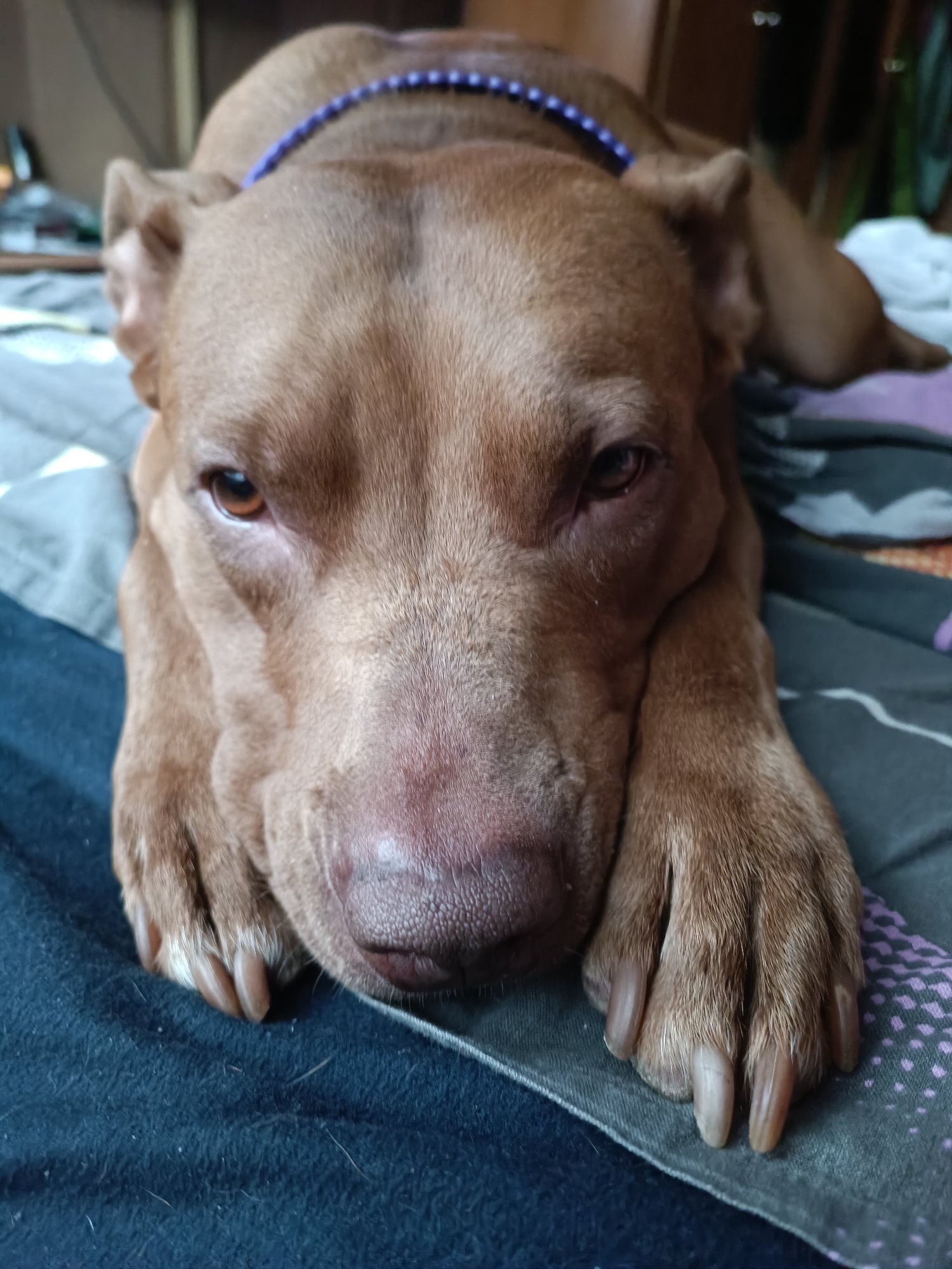 The image shows a close-up of a brown dog with its head resting on a patterned surface. The dog is wearing a purple beaded collar. Its paws are visible in the foreground, with long claws. The background is blurred, showing a domestic environment with bedding and furniture. The image does not contain any information about the city of Zaporizhzhia, Ukraine.