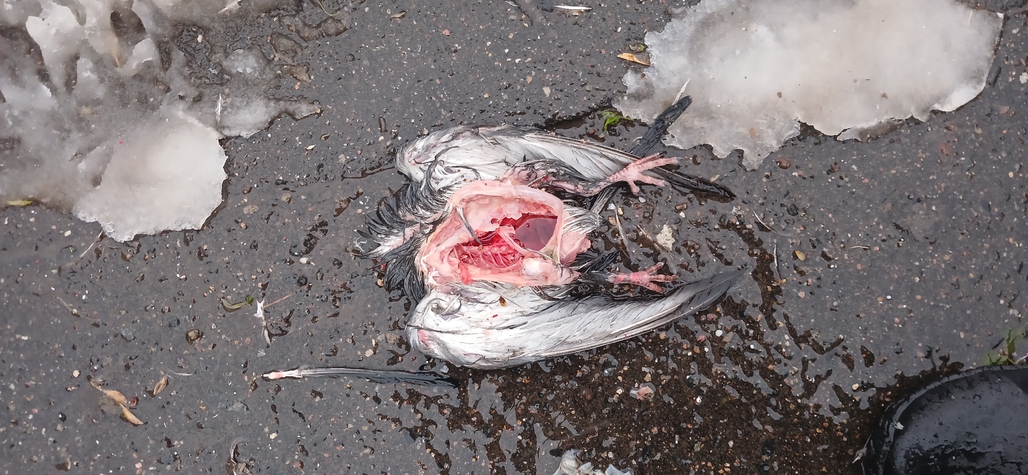 The image presents a deceased bird, likely a pigeon, lying on a wet, dark asphalt or paved surface. The bird's body is severely damaged, with its chest cavity torn open, exposing pink flesh, visible bones, and a pool of dark red blood. Its feathers are primarily gray and white, appearing disheveled and wet. One of its feet, with visible claws, extends from the body.
The ground around the bird is wet, indicating recent rain or melting ice. Scattered across the pavement are small pebbles, dirt, and bits of organic debris such as dried leaves and small twigs. Several patches of dirty, melting snow and ice are visible in the background and foreground, particularly on the upper left and upper right of the frame, confirming cold weather conditions.
The scene depicts a static, grim event, strongly suggesting the bird was a victim of predation or scavenging due to the nature of its injuries. There are no active events taking place, and no people or other animals are visible. The lighting is diffused, suggesting an overcast day. No visible text is present in the image. The environment appears to be an outdoor urban or suburban setting, consistent with the location context of Kazan, Russia, and the presence of melting snow.