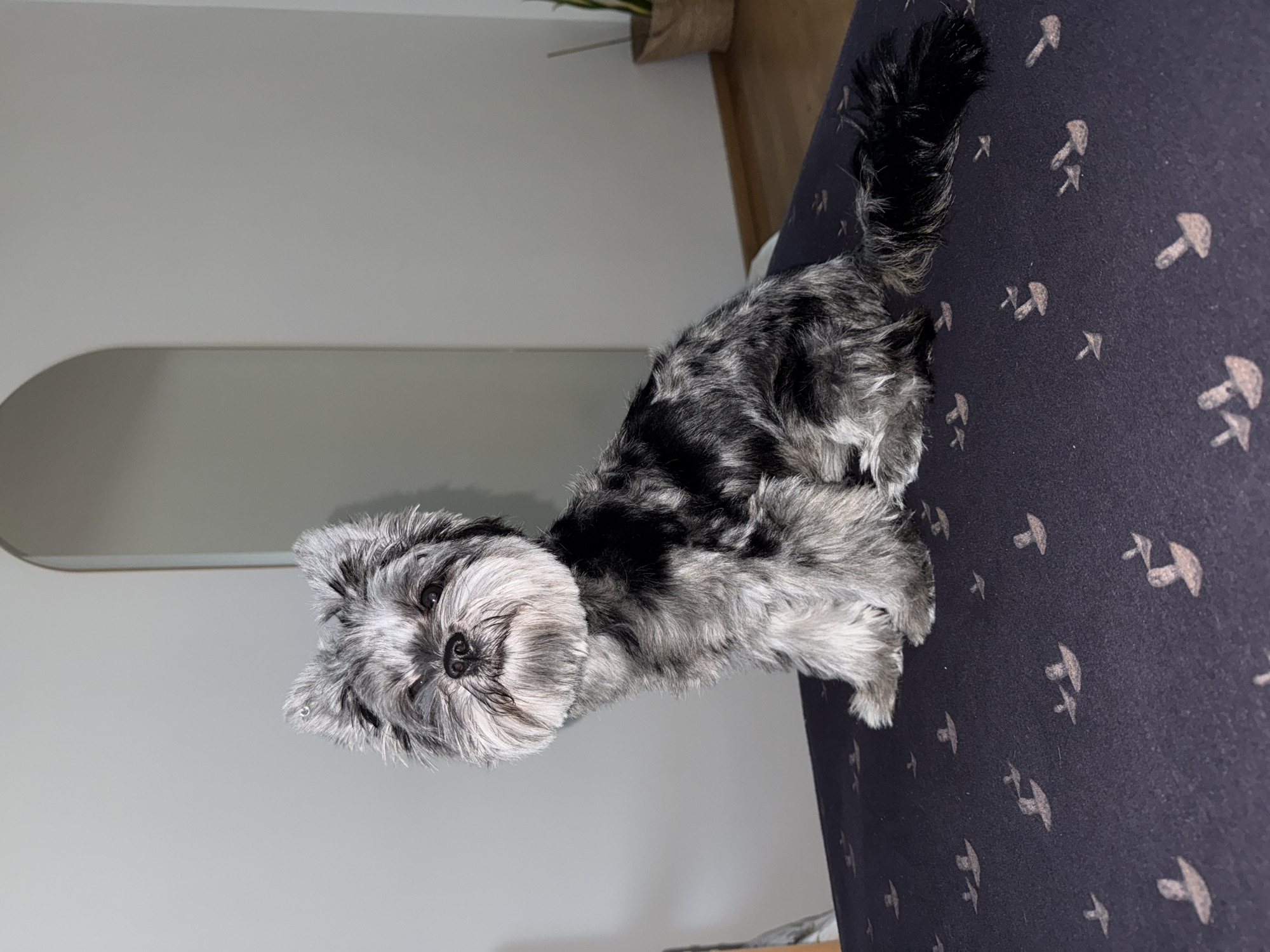 A small, fluffy dog with grey and black marbled fur sits on a dark blue patterned surface. The dog has a round, white face with a black nose and dark eyes. Its ears are pointed upwards and covered in fur. The dog is looking towards the left of the frame. The background is a plain white wall with an arched doorway on the left side. To the right of the doorway, a woven basket with a plant is visible. The patterned surface the dog is sitting on appears to be fabric, possibly a cushion or upholstery, with a repeating pattern of small, light brown shapes. The lighting in the scene is even, suggesting an indoor environment. The image appears to be taken at a slightly elevated angle, looking down at the dog. The dog's fur is groomed and styled, particularly around its face. The overall scene is clean and tidy, with a focus on the dog. The specific location in Chaikovsky, Russia cannot be determined from the visual information provided in the image.