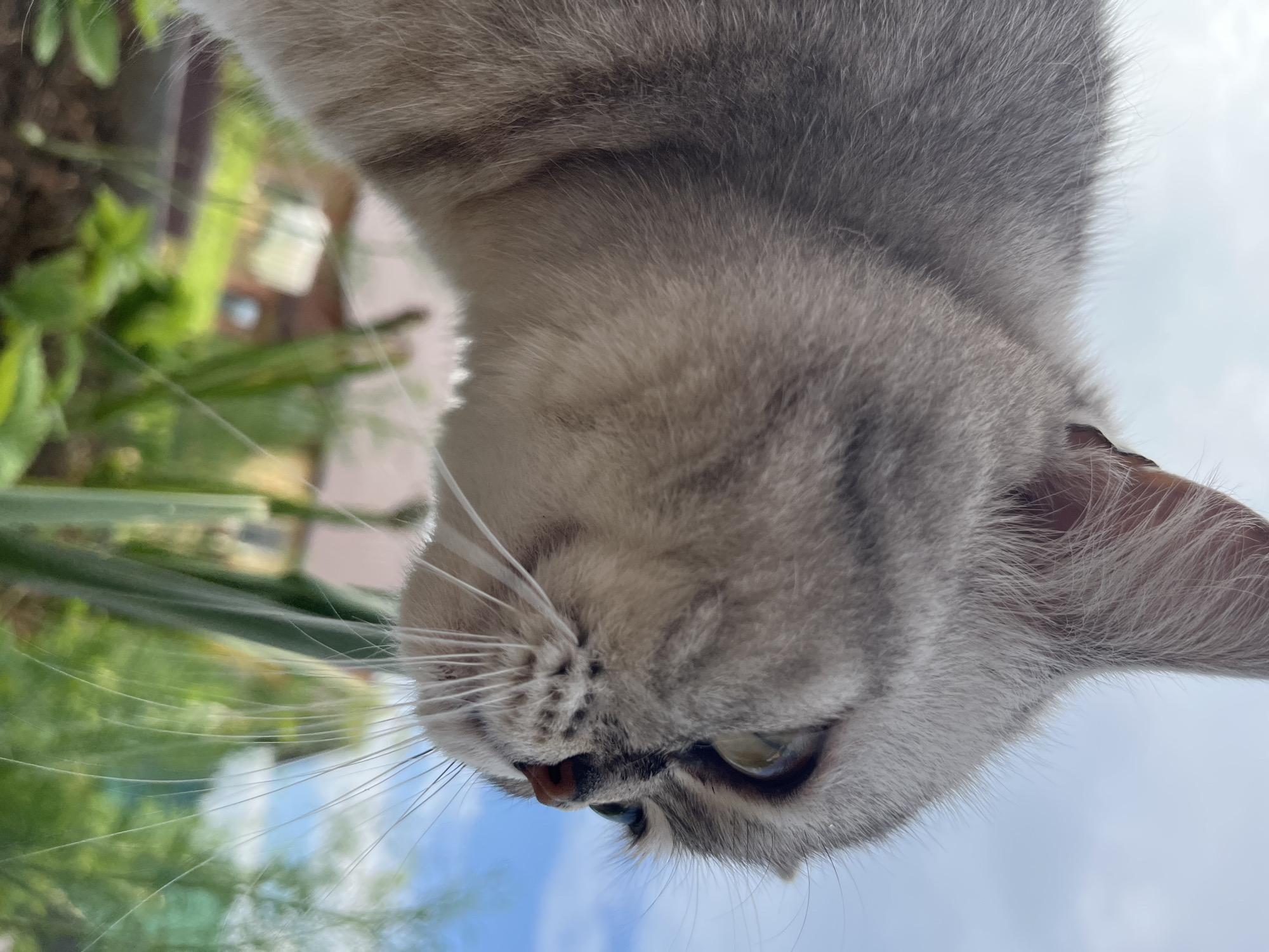 The image is a close-up, low-angle shot of a silver-grey cat's head and upper body. The cat is looking to the right, with its eye partially closed. Its fur is detailed, showing individual strands and subtle tabby markings. The background is blurred, suggesting an outdoor environment with greenery and a cloudy sky. In the distance, out-of-focus structures resembling houses with yellow siding are visible. The overall impression is of a domestic animal in a backyard or garden setting. There are no people or specific landmarks to indicate the city of Chaikovsky, Russia.
