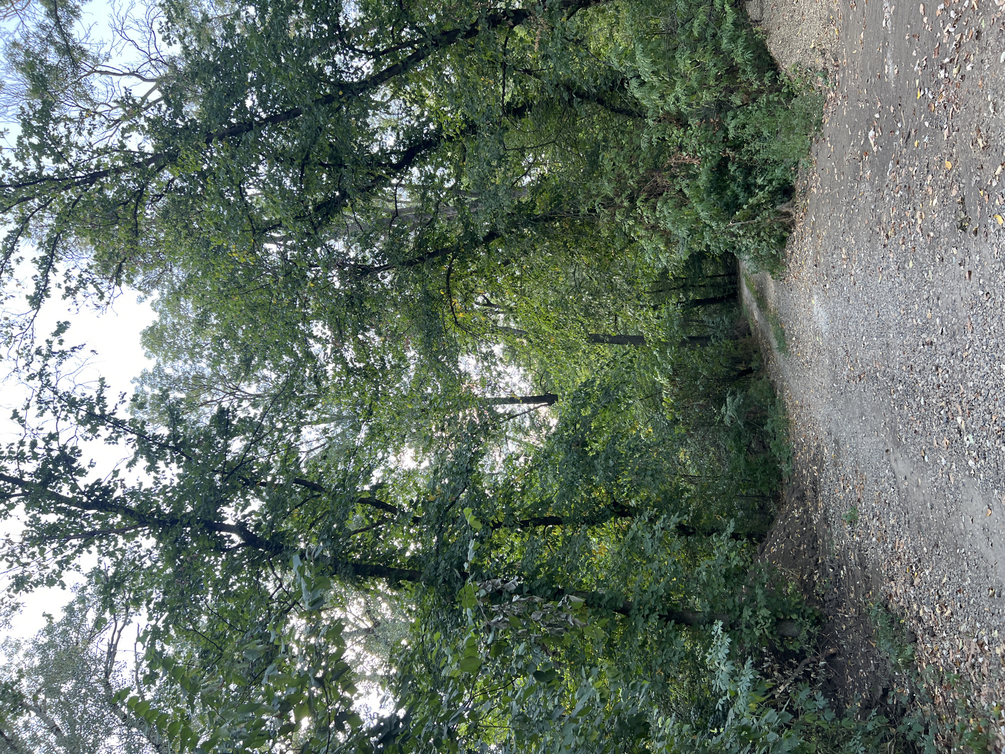 The image depicts a dirt road winding through a dense forest. The road is covered with gravel and fallen leaves, suggesting an autumn or post-summer season. Tall trees with lush green foliage flank both sides of the road, creating a canopy that filters the sunlight. The environment appears natural and somewhat unkempt, with piles of dirt and debris visible near the edge of the road. The scene suggests a rural or natural setting, possibly a park or a wooded area outside of the main city. Given the location context, this could be a scene from the outskirts of Kitskany, Moldova, where such unpaved roads through wooded areas are common. There are no people or animals visible in the image.