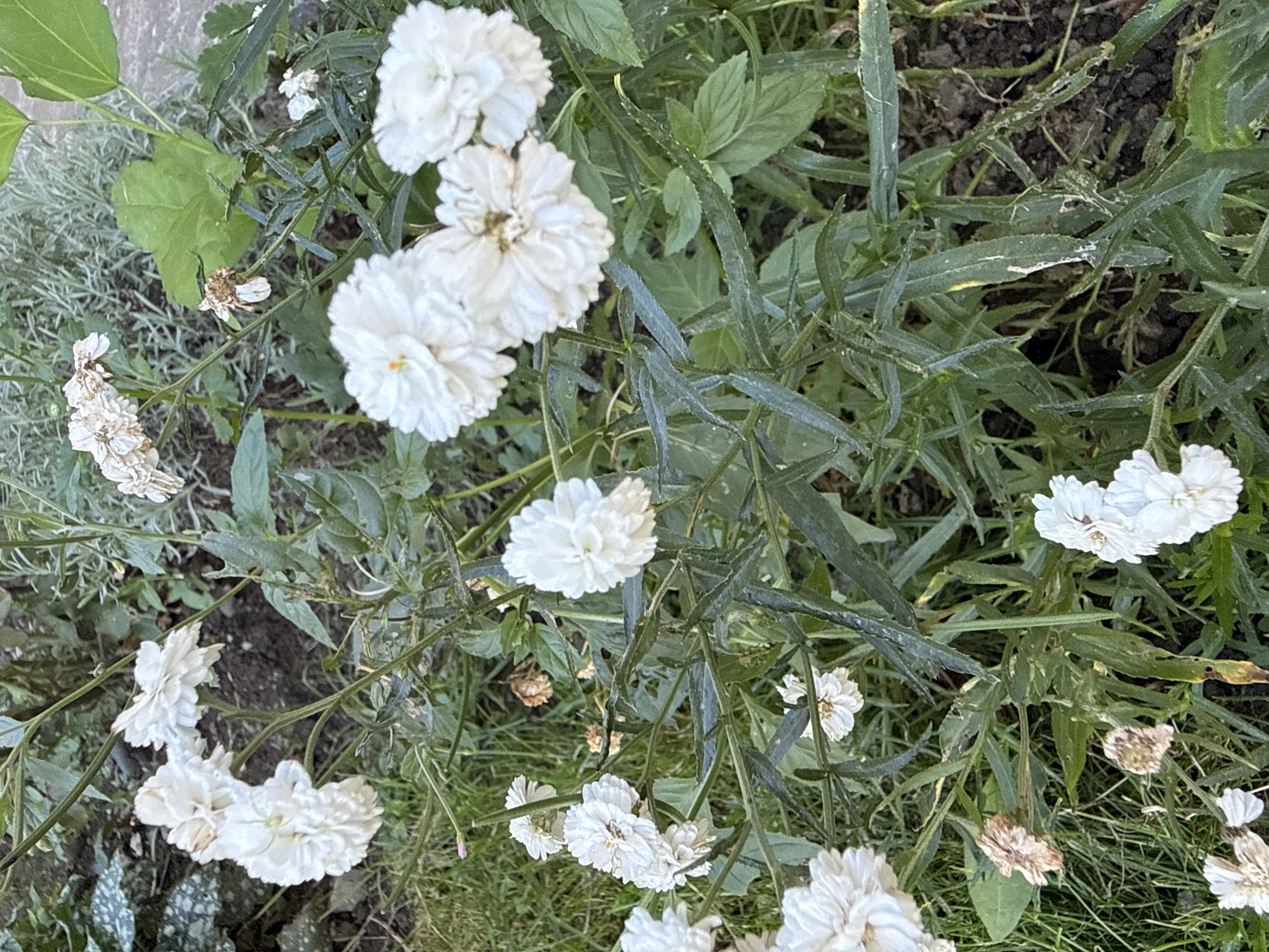 This is a close-up, eye-level, medium shot photograph of a cluster of white flowers in a garden. The flowers are delicate and appear to be in various stages of bloom, with some fully open and others starting to wilt. They are surrounded by green foliage and the dark soil of the garden bed. The lighting suggests it may be early morning or late afternoon, with soft shadows. The overall impression is one of natural beauty and the cycle of growth and decay in a garden setting. There are no people or animals visible in the image, and no specific landmarks that would indicate a location within a city.