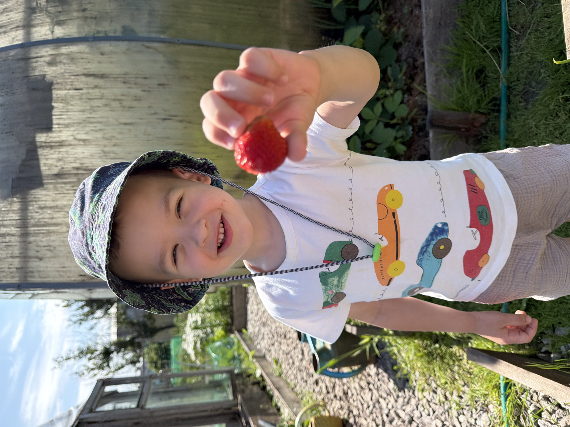 A young boy wearing a bucket hat and a white t-shirt with car graphics stands in a garden. He is holding a single strawberry in his outstretched hand, close to the camera, as if offering it. The background shows a greenhouse with a ribbed plastic exterior, a gravel path, and green foliage. The boy is smiling and looking towards the camera. The scene is illuminated by sunlight.