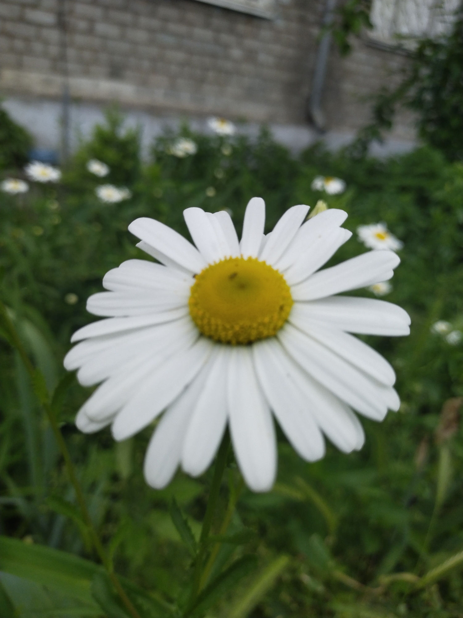 A close-up photograph captures a single white daisy with a vibrant yellow center, positioned prominently in the lower-middle and right half of the frame. The flower is sharply in focus, showcasing its numerous white ray florets and the granular texture of its yellow disk florets. A tiny dark speck is visible on the yellow center.
The background is softly blurred, creating a shallow depth of field that emphasizes the main subject. In the mid-ground, out-of-focus green foliage fills the space, interspersed with several other smaller, white and yellow flowers, indicating a garden or natural area. In the upper background, a weathered grey brick wall of a building is visible, along with a vertical metallic downspout or pipe on the left side. The lighting appears natural and soft, suggesting it is daytime. There is no specific activity taking place beyond the natural growth of the flowers, and no visible text. The scene is located in Horishni Plavni, Ukraine.