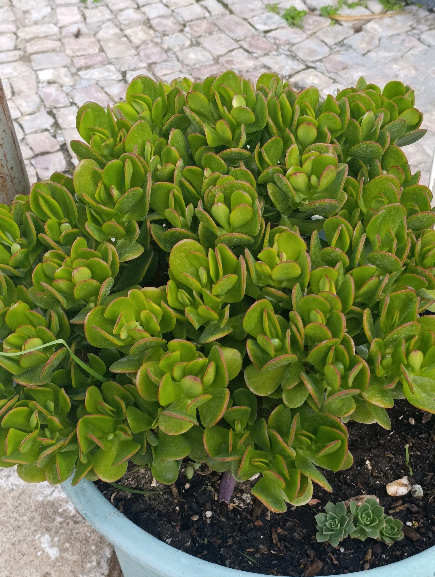 A potted Jade plant, also known as Crassula ovata, is prominently displayed in a light blue planter. The plant has numerous thick, fleshy green leaves with reddish edges, characteristic of the species. The planter sits on a stone-tiled surface, likely a patio or walkway. In the background, a metal pole is visible on the left side of the image. The plant is healthy and appears to be well-maintained, with the leaves tightly packed and forming a dense canopy. Small, new growth rosettes are visible near the base of the plant within the planter. The lighting suggests it is daytime, with some shadows indicating outdoor placement. The scene is devoid of any human presence or activity. The overall impression is one of natural beauty captured in an urban setting, possibly a garden or balcony in Setúbal, Portugal.