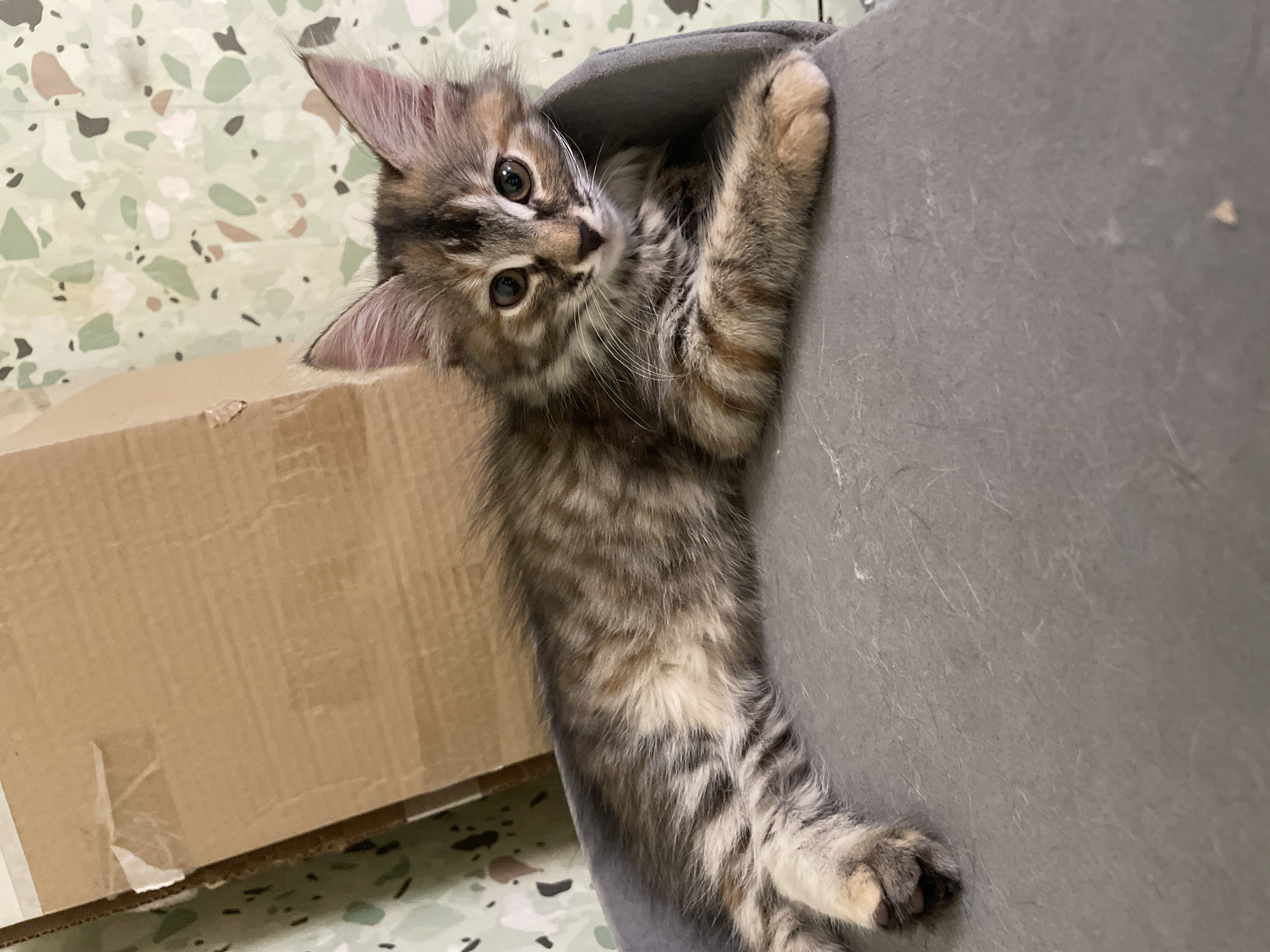 A long-haired tabby kitten is lying on a gray chair with its paws crossed in front of it. The kitten has brown, black, and tan fur with stripes on its body and tail. Its ears are large and pointed, and its eyes are dark brown. The kitten is looking directly at the camera. Behind the kitten, there is a cardboard box and a wall with a speckled green and beige pattern. The scene appears to be indoors.