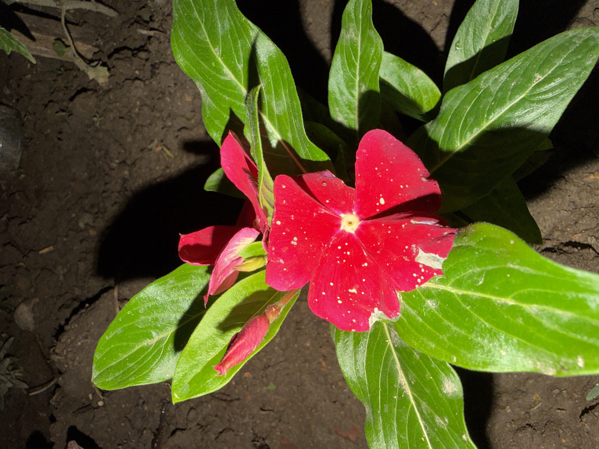 A vibrant red flower, likely a type of Vinca or Periwinkle, is prominently featured, blooming amongst its lush green leaves. The flower has five distinct petals, a bright yellowish-white center, and is speckled with numerous small white dots across its surface. Another partially opened red flower and a tight red flower bud are visible beneath the main bloom, suggesting ongoing growth.
The plant is rooted in dark, rich soil, which fills the background of the image. The lighting appears artificial, possibly from a flash, brightly illuminating the flower and leaves while casting deep, pronounced shadows onto the soil. This dramatic contrast suggests the photograph was taken at night or in very low-light conditions. The leaves are broad, green, and appear healthy, with some showing slight variations in color and texture. The soil itself is coarse and dark.
The scene captures a close-up of the flowering plant in a natural garden setting, located in Dabene, Bulgaria. There are no people or discernible activities taking place. No visible text is present in the image.