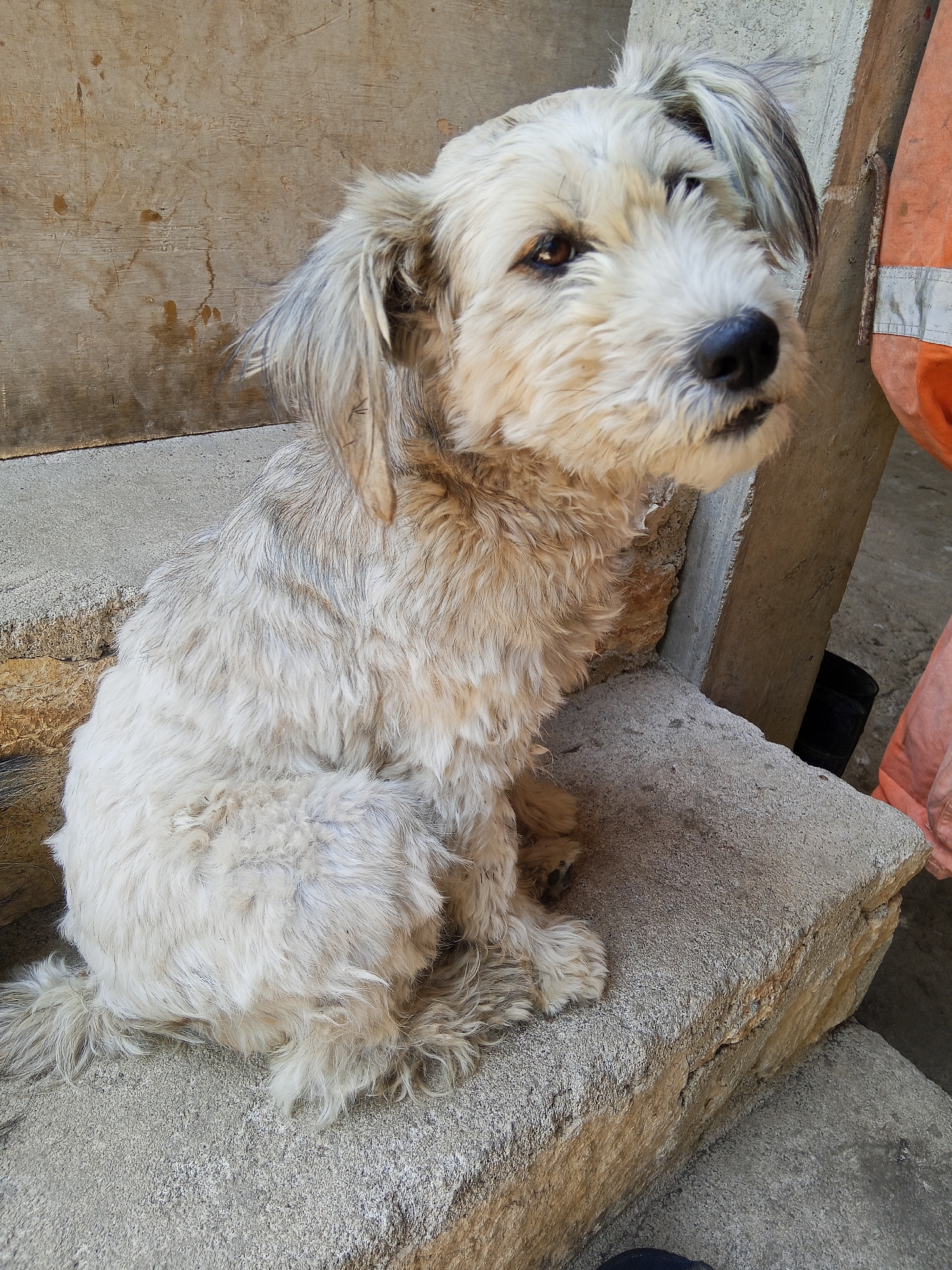 A scruffy, light-colored dog sits on a concrete step outdoors. The dog is facing to the right, with its head tilted slightly upwards. Its fur is shaggy and appears slightly matted in places. The background consists of a weathered wooden wall on the left and a rough concrete structure on the right, with a hint of orange fabric with reflective stripes visible in the upper right corner. The ground is also concrete. The scene is captured in natural light. The image is taken from a slightly high angle.