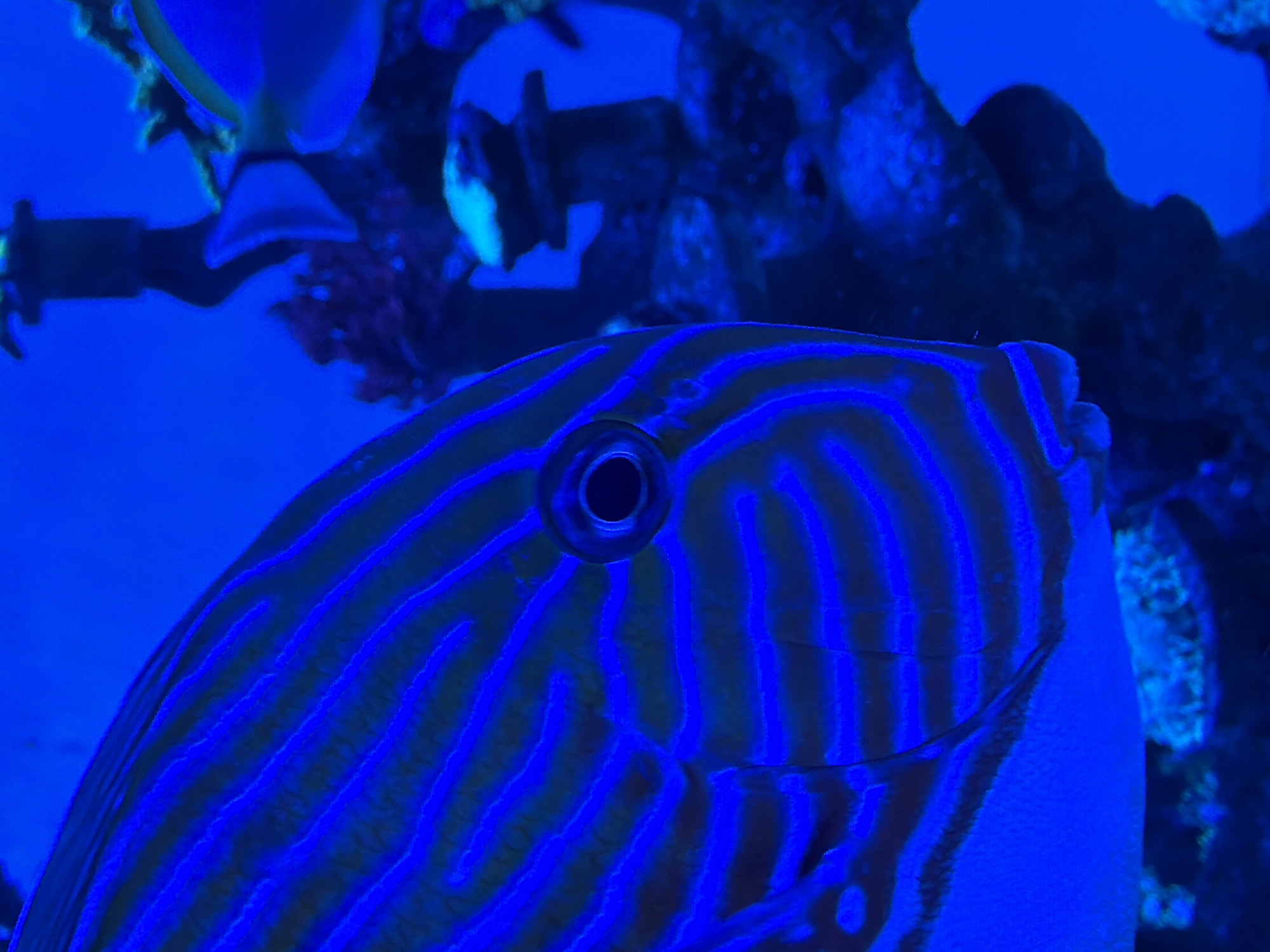 A close-up of a striped fish's head dominates the foreground. The fish has blue and black stripes and a prominent eye. The background is a blurred scene of what appears to be a coral reef in a dark blue environment. Based on the fish and environment, this is likely a display at a fish tank exhibit. The location of Đà Nẵng, Vietnam is not evident from the image.