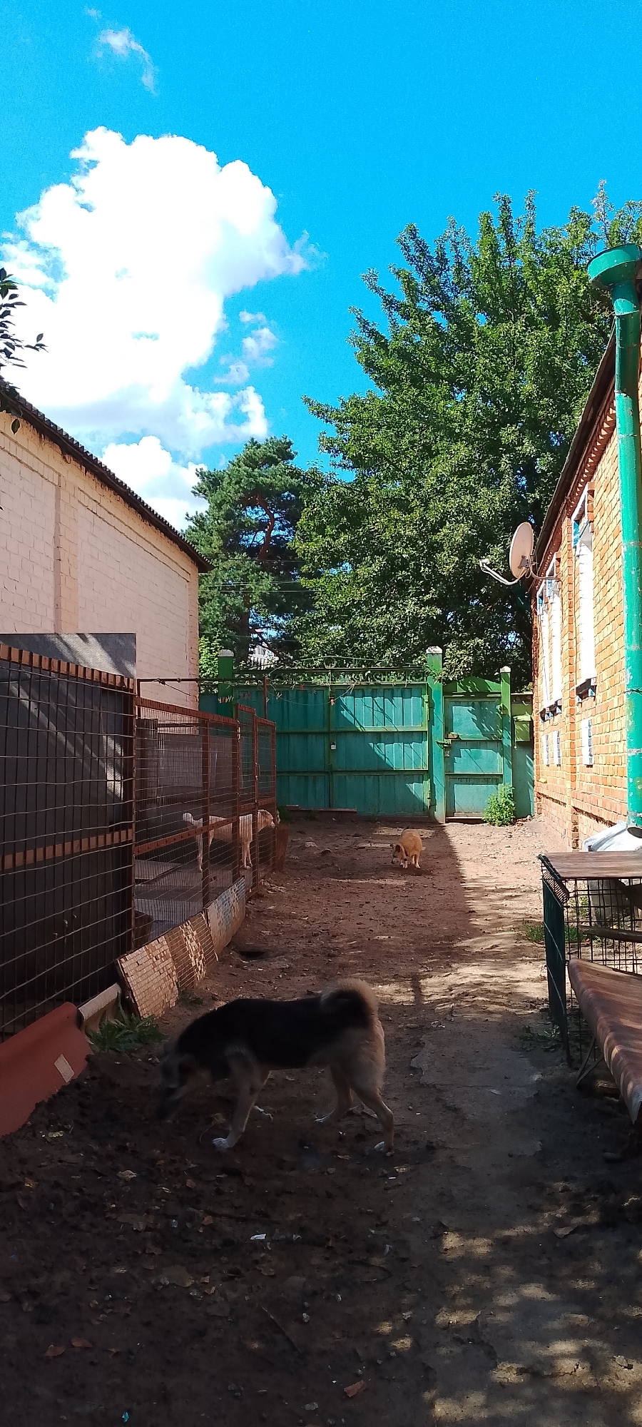 The image depicts an outdoor scene, likely a dog shelter or a similar facility, situated in Belgorod, Russia. In the foreground, a medium-sized dog with dark fur on its back and lighter fur on its underside is sniffing the ground. Further back, a smaller, tan-colored dog is standing and looking towards the left. Behind these dogs, a green metal gate is visible, beyond which is a building with red brick walls and green trim. A satellite dish is mounted on the wall of this building. To the left of the scene, a light-colored building with a sloped roof and a metal fence is present. The ground is composed of dirt and gravel, with some scattered debris. The sky above is a clear blue, with a few white clouds and lush green trees providing a natural backdrop.