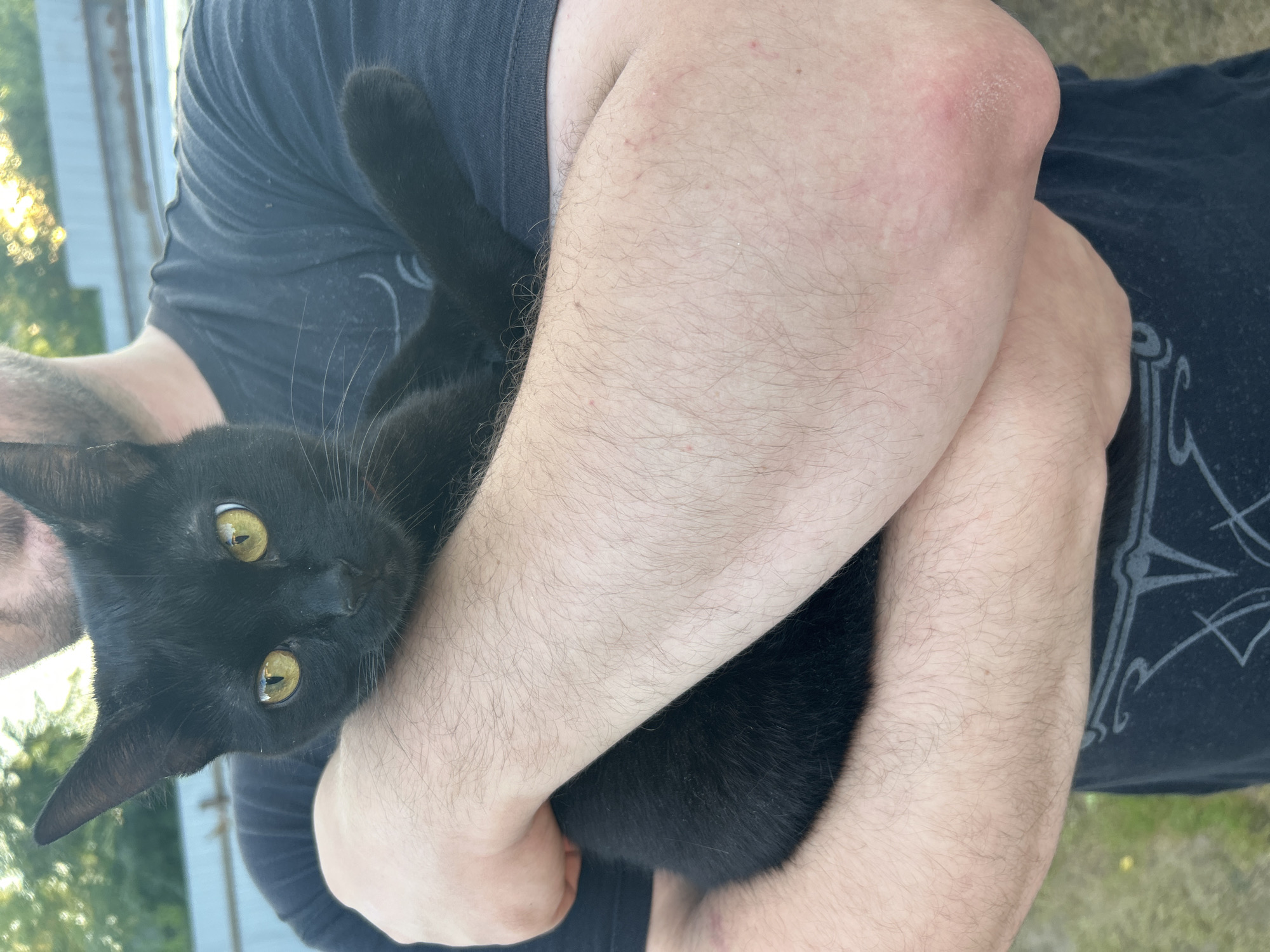 A black cat with yellow eyes is being held by a person. The cat is positioned in front of the person, with its head facing the viewer and its body wrapped around the person's arms. The person is wearing a dark t-shirt. The background appears to be an outdoor setting with a fence and trees. The image does not provide information about the location in the city of Kalitsino, Russia.