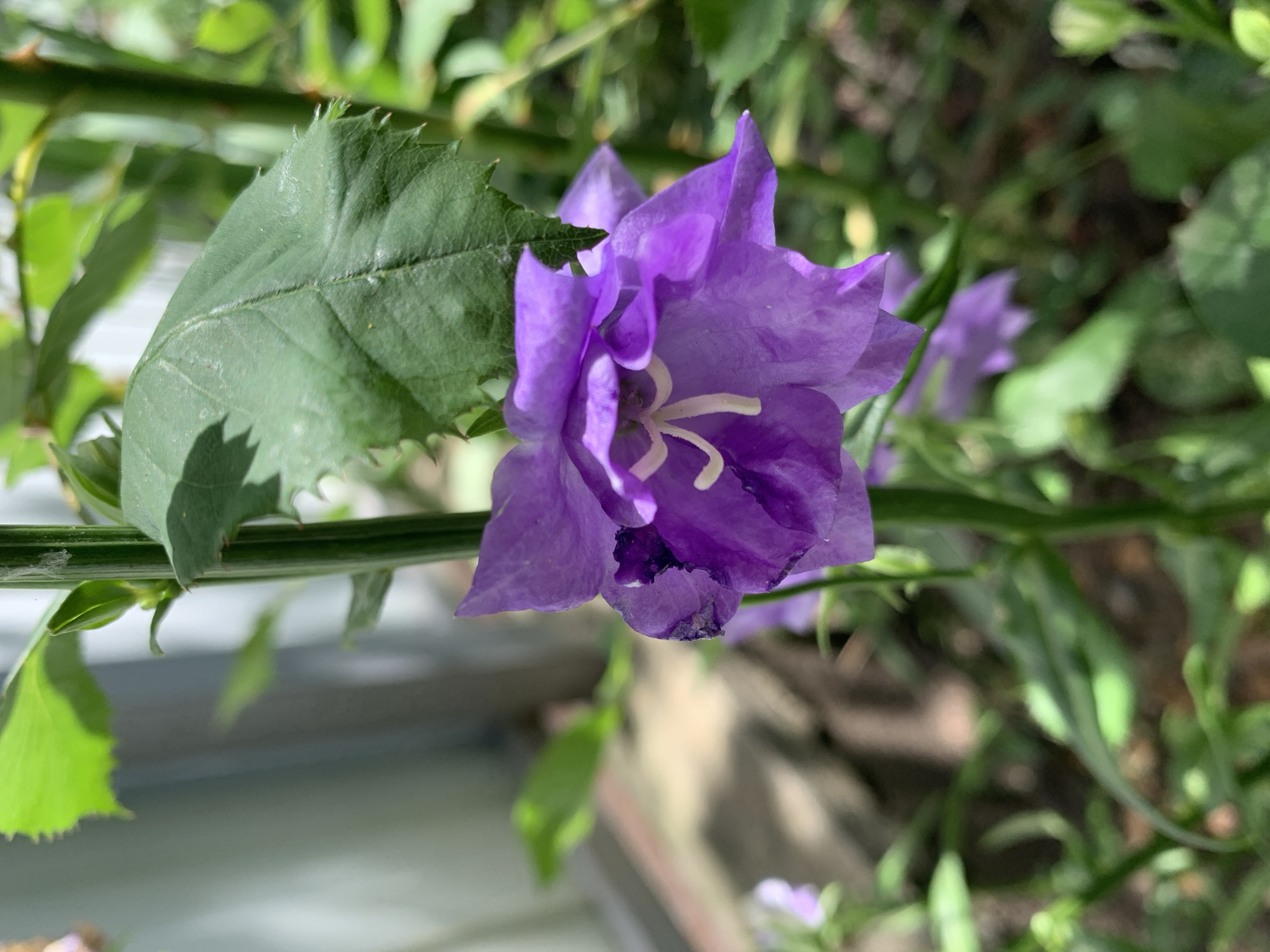 A close-up, eye-level, outdoor shot focuses on a vibrant purple bell-shaped flower with a pale white stamen. The flower is in the center of the frame, its petals unfurling towards the viewer. Behind the main flower, a blurry, lighter purple flower can be seen. The stem of the flower is green and smooth, with a few green leaves attached. One large, serrated green leaf is prominently visible above the main flower. The background is blurred, showing hints of green foliage, brown soil, and a pale structure that could be a fence or wall. The lighting suggests a bright, sunny day.