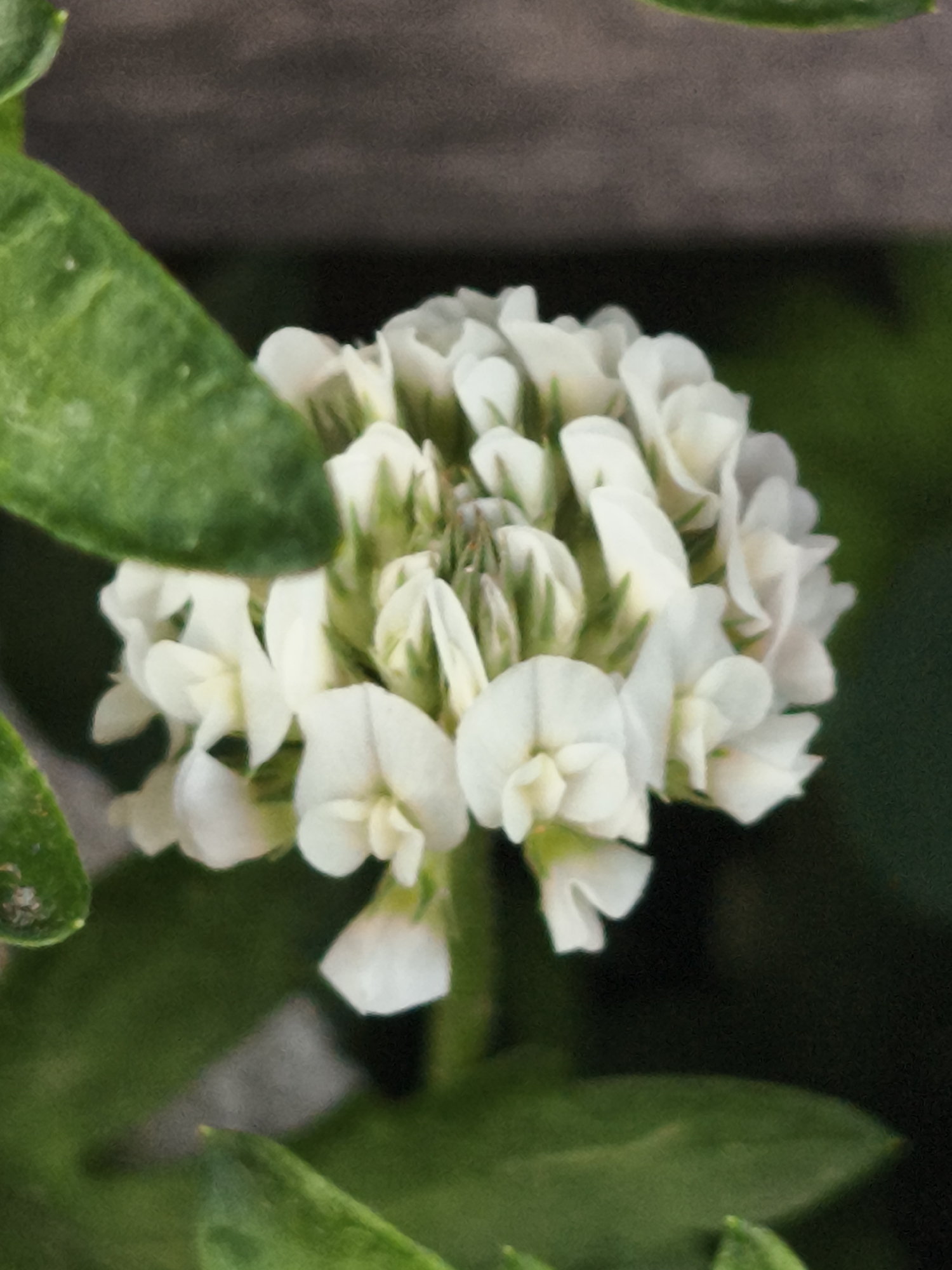 A close-up, full-frame shot captures a cluster of small, white clover flowers in Asan-si, South Korea. The flowers are tightly packed together, with some showing hints of green at their base. Two large, green clover leaves frame the bloom, one on the left and another partially visible at the bottom. The background is a dark, blurred mix of greens and grays, suggesting an outdoor, natural setting. The lighting is soft and diffused, creating a gentle focus on the delicate floral details.