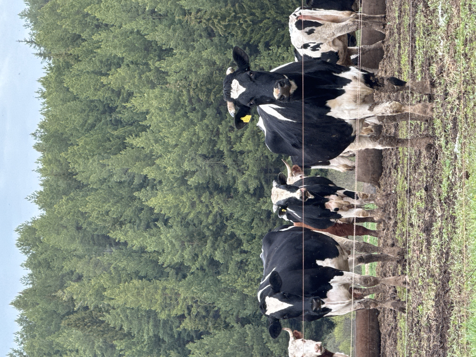 The image depicts a row of Holstein Friesian cows standing in a muddy field, likely a pasture. The background consists of a dense forest, and the sky is overcast. A wire fence runs along the right side of the frame, separating the cows from the viewer. The location is presumably near Bugry, Russia, given the prompt.