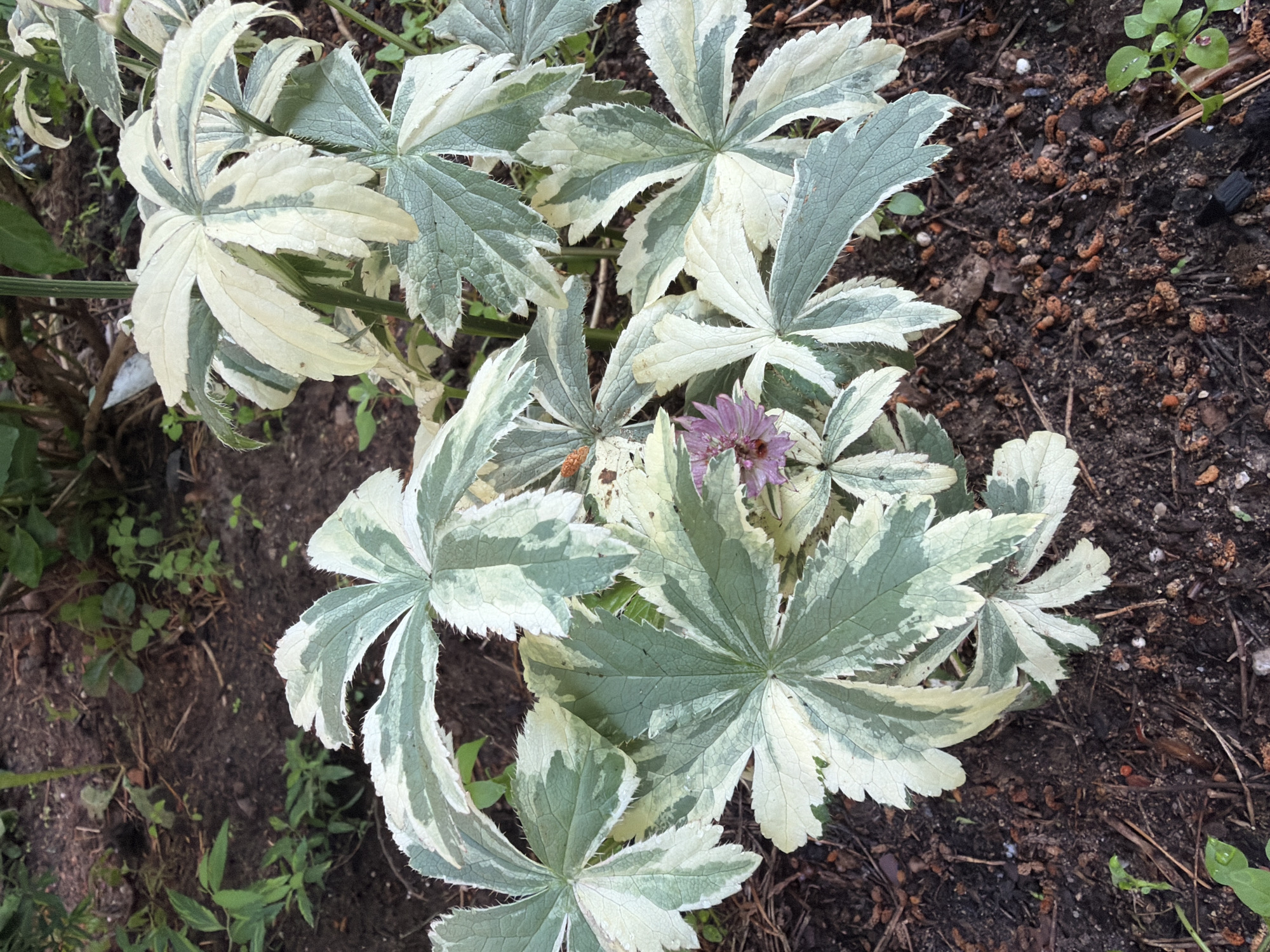 The image shows a close-up, eye-level view of a variegated plant with large, palmate leaves that are mottled with green and creamy white. The leaves have serrated edges and are arranged in a radial pattern. A small, purple flower with multiple delicate petals is visible in the center of the plant. The plant is growing in dark, loamy soil mixed with small brown organic debris, such as pine needles and pine cones. In the background, out of focus, are more plants and dark soil. The scene appears to be outdoors in a garden setting. No people or animals are visible. The location is identified as Vsevolozhsk, Russia.