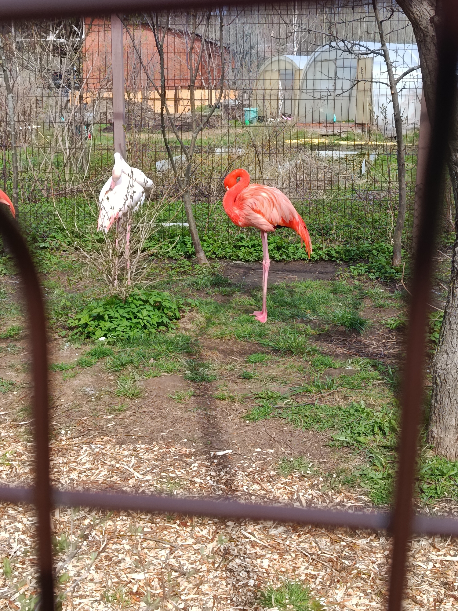 The image depicts two flamingos within an enclosure, likely at a zoo. One flamingo is bright orange-pink and stands on one leg, with its head tucked in. The second flamingo is white with pink tinges and is standing with its head buried in its back feathers. The enclosure has a ground of bare earth with scattered grass and wood chips. A wire fence surrounds the flamingos with trees and bushes visible in the background. A building with a brick exterior and a large greenhouse can be seen behind the fence. The photograph is taken through another fence structure, which is slightly out of focus in the foreground. The location is Izhevsk, Russia.