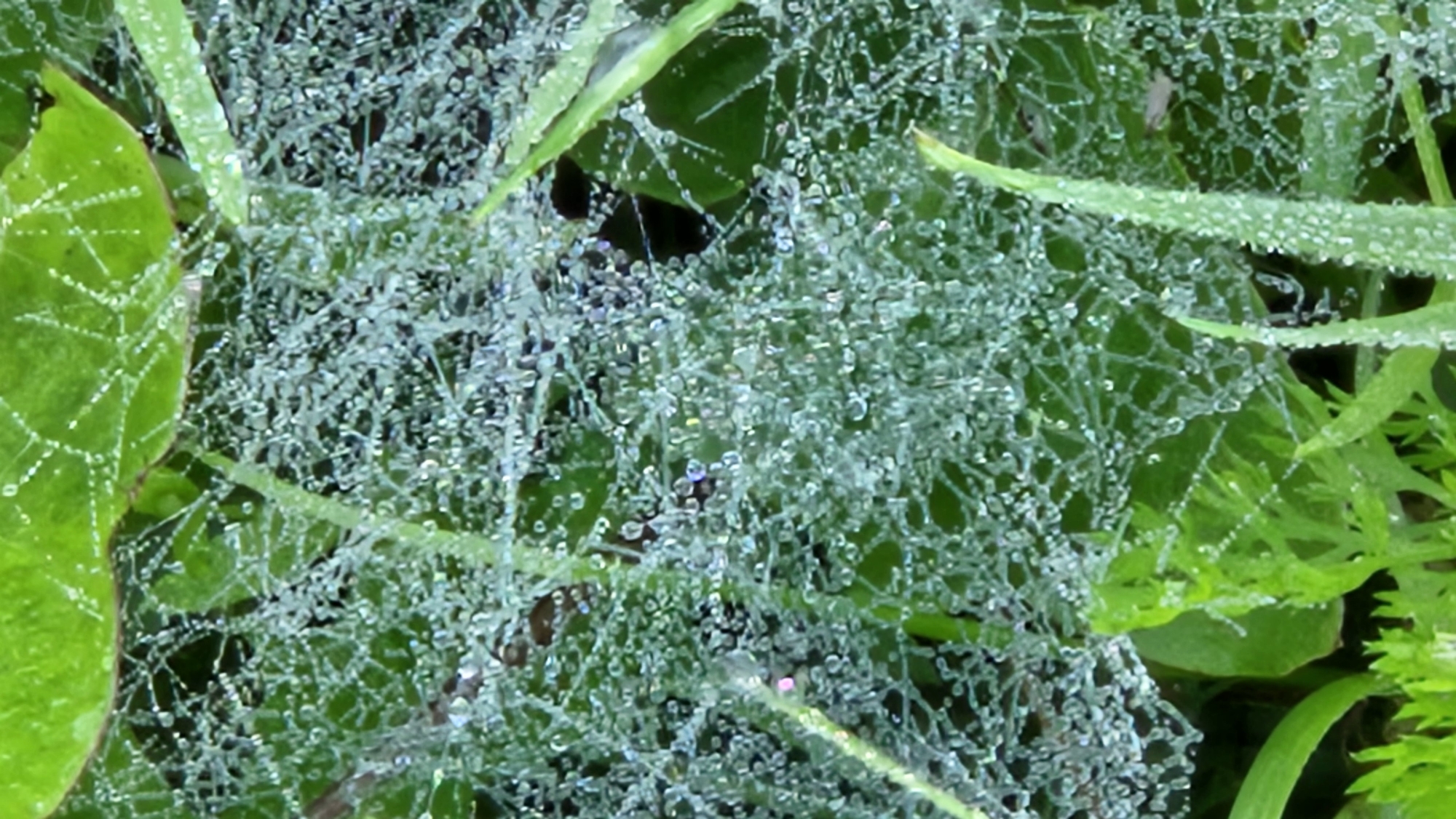 The image shows a close-up view of a dew-covered spider web intertwined with green grass and leaves. The spider web is delicate and intricate, with each strand adorned with numerous small water droplets that sparkle in the light. The droplets create a shimmering effect, highlighting the fine threads of the web. The surrounding vegetation is lush and vibrant green, providing a natural backdrop to the delicate structure. The overall scene evokes a sense of natural beauty and the intricate details found in the micro-environment. The image was taken in Kapūņi, Latvia.