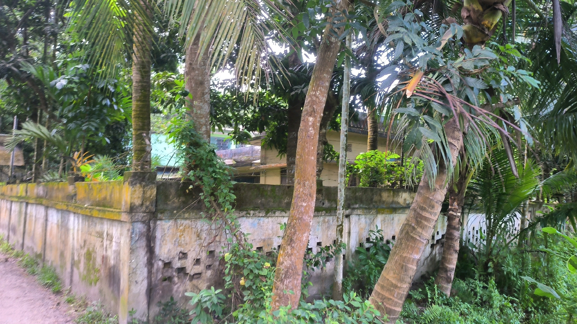 The image captures a section of a weathered, yellow-topped concrete wall with visible signs of age and moisture damage, including patches of moss and some crumbling sections with square openings. Several palm trees, their trunks showing distinct ring patterns, are prominent in the foreground and midground, with lush green foliage overhead. Behind the wall, a light-colored building with a dark-trimmed window is partially visible, surrounded by dense vegetation. The scene appears to be outdoors, likely in a tropical or subtropical environment. The overall impression is one of a rural or semi-rural setting, possibly a residential area, given the presence of the building and the wall. There are no people or discernible actions occurring in the image.