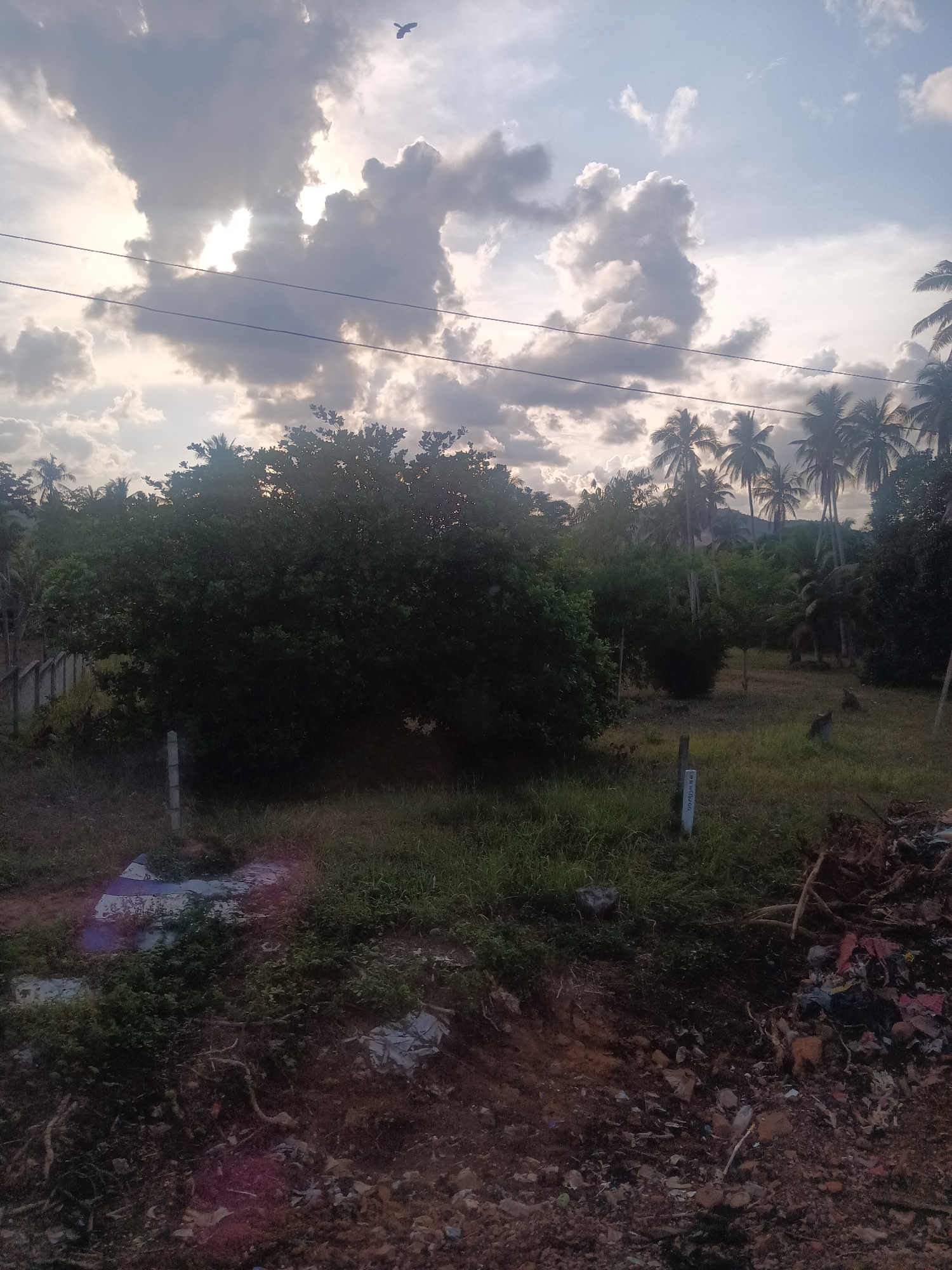 The image depicts a scene in Ban Hat Sai Ri, Thailand. The sky is cloudy with visible sunlight. In the midground are lush trees, including palm trees. Two monkey sit on grass in the midground. In the foreground, there is overgrown vegetation, exposed dirt, garbage and debris. There is a pole with writing on it in the midground left. A bird is in the sky. The image is taken from ground level.