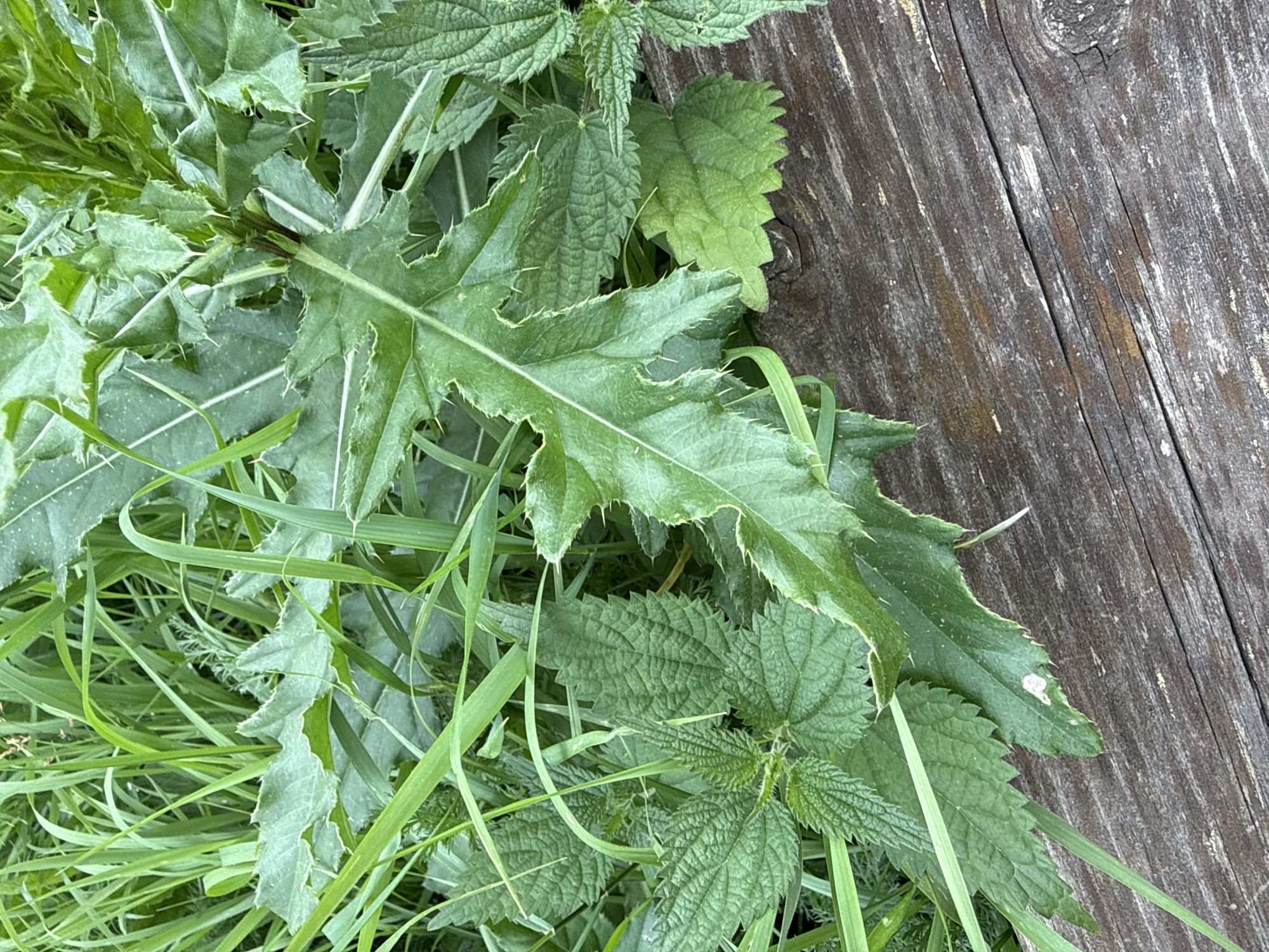 The image is a close-up, high-angle shot of various green plants, including nettles and what appears to be a thistle, growing alongside a weathered wooden surface. The wooden surface is oriented diagonally from the bottom right to the top left of the frame, showing texture and grain. The plants are lush and vibrant, with some leaves showing serrated edges and spiky protrusions. The lighting suggests it is daytime, with natural light illuminating the scene. There are no people, animals, or man-made structures other than the wooden surface visible in the image. The setting appears to be outdoors, possibly in a garden or natural area, with no specific indicators of an urban environment beyond the implied general location. It is not possible to determine the location within Ridabu, Norway from the image alone.