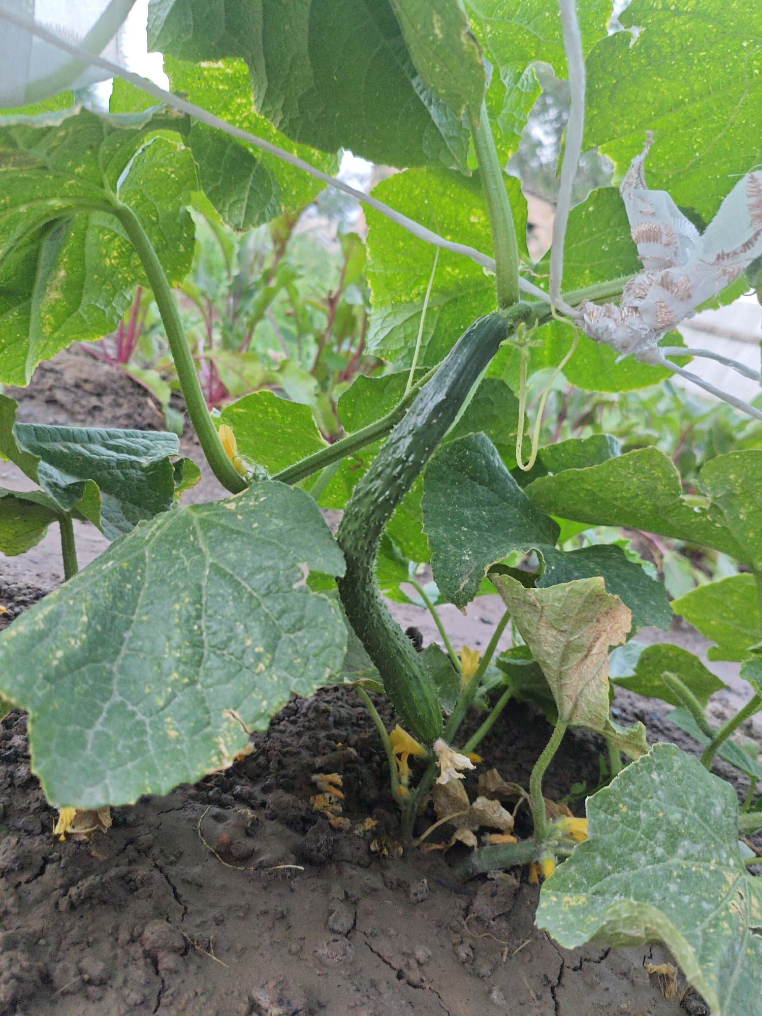 This media file depicts a close-up view of a cucumber plant growing in a garden. The plant is supported by a white trellis or netting structure. Several green cucumber fruits are visible, with one prominently displayed in the center of the frame, curving upwards. The plant has large, dark green leaves with some yellow spotting, indicative of possible nutrient deficiency or disease. Small yellow cucumber flowers are also present, along with some dried, brown leaves at the base of the plant, suggesting it might be an established plant with new growth. The soil is dark brown and appears somewhat dry and cracked, with some organic matter visible. In the background, other plants with reddish stems are growing, and a blurry, indistinct structure, possibly a greenhouse or fence, can be seen. The overall impression is a garden setting, likely in an outdoor environment, with natural lighting suggesting daytime. No people, text, or specific weather conditions are discernible, but the setting of Kazakhstan, along with the type of plant and soil conditions, hints at a rural or agricultural context.