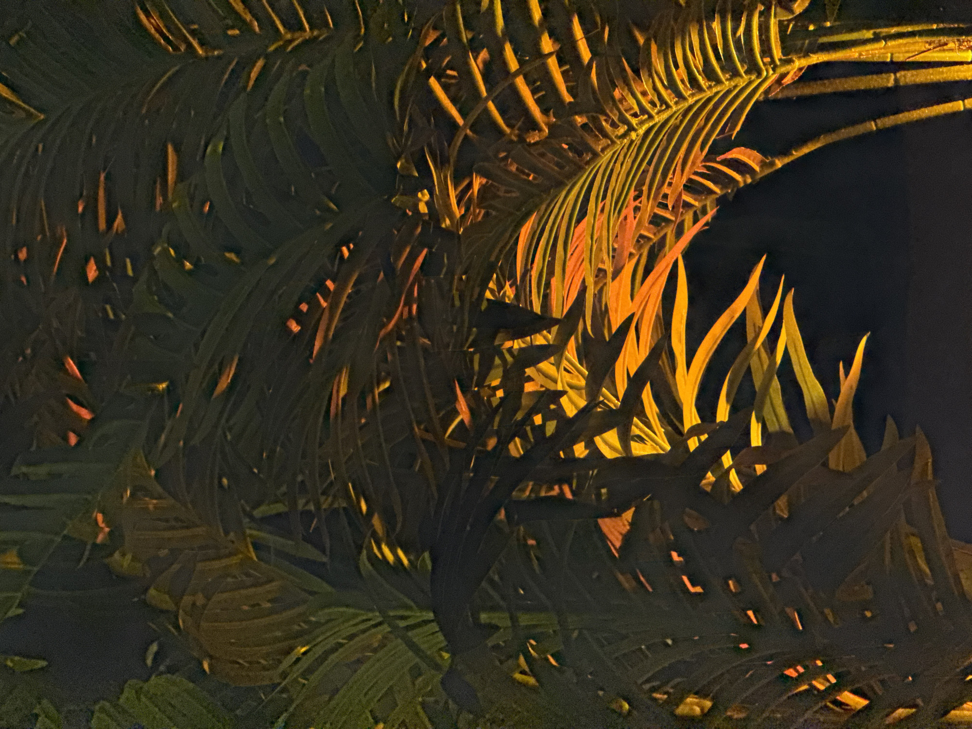 The image shows a close-up view of tropical plants, likely palm fronds, illuminated by a warm, orange light source at night. The plants are densely packed and overlap each other, creating a complex pattern of light and shadow. The background is dark, suggesting an outdoor location in a city. While the image is taken outdoors, it is not possible to verify its location as being in the city of Chaikovsky, Russia, since there are no specific local traits in the image that would allow one to determine the exact location. No people are present in the scene.