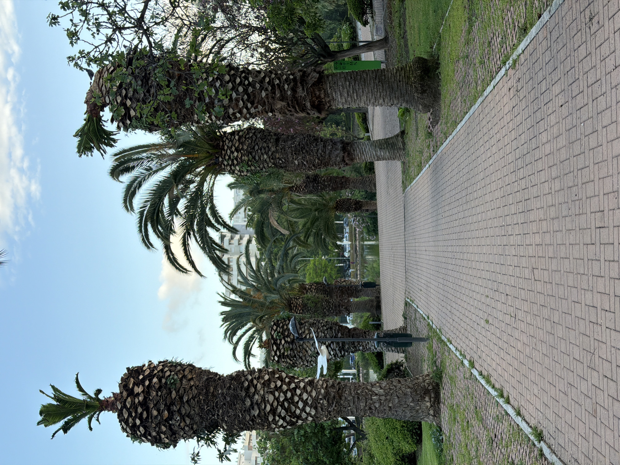 The image shows a palm-lined pedestrian walkway in Arroyo De La Miel-Benalmadena Costa, Spain. The walkway is paved with light brown rectangular bricks and runs parallel to a row of mature palm trees. The trees are varying in size and have textured, dark brown trunks. The fronds of the palms are green, with some obscuring the buildings in the background. Several lampposts are visible along the walkway. There are patches of grass and greenery between the walkway and the trees. In the background, there's a glimpse of white buildings, suggesting an urban setting. The sky is light blue with sparse clouds. The scene suggests a well-maintained public space or park within a city.