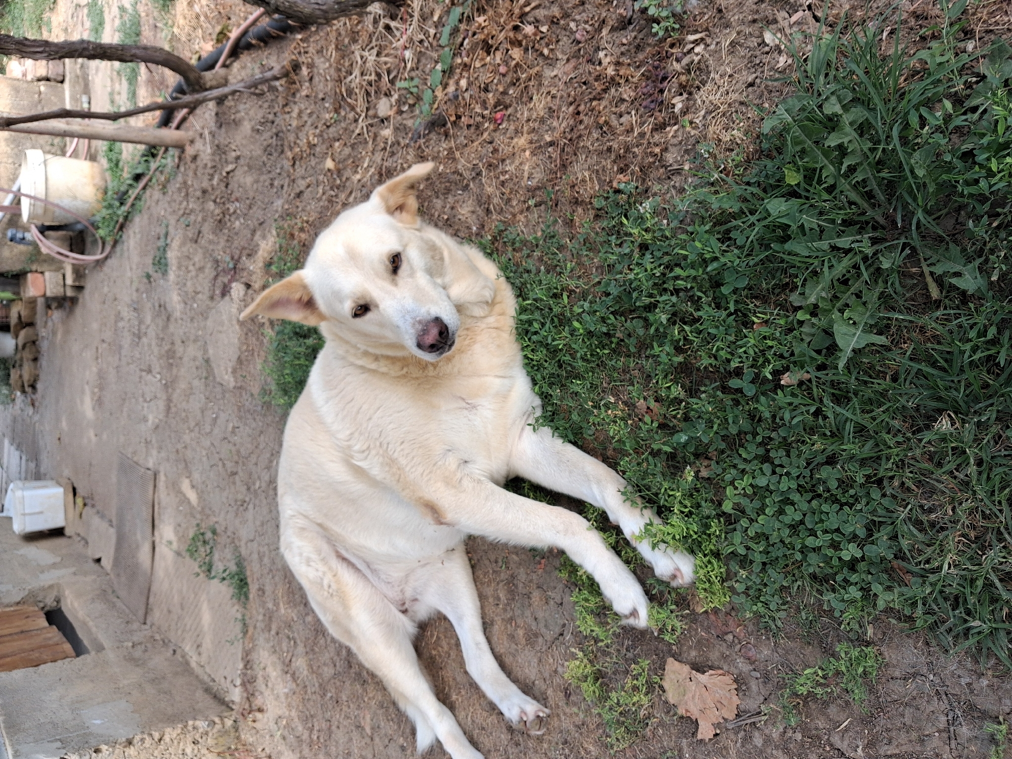 A light-colored dog is lying on the ground in what appears to be a yard. The dog is facing left, with its head turned towards the camera. It is a medium-sized dog with floppy ears and brown eyes. The ground is a mix of dirt and grass. In the background, there is a building with a wooden door and a white bucket. There are also some trees and bushes. The scene appears to be in an outdoor setting, possibly a rural or suburban area.