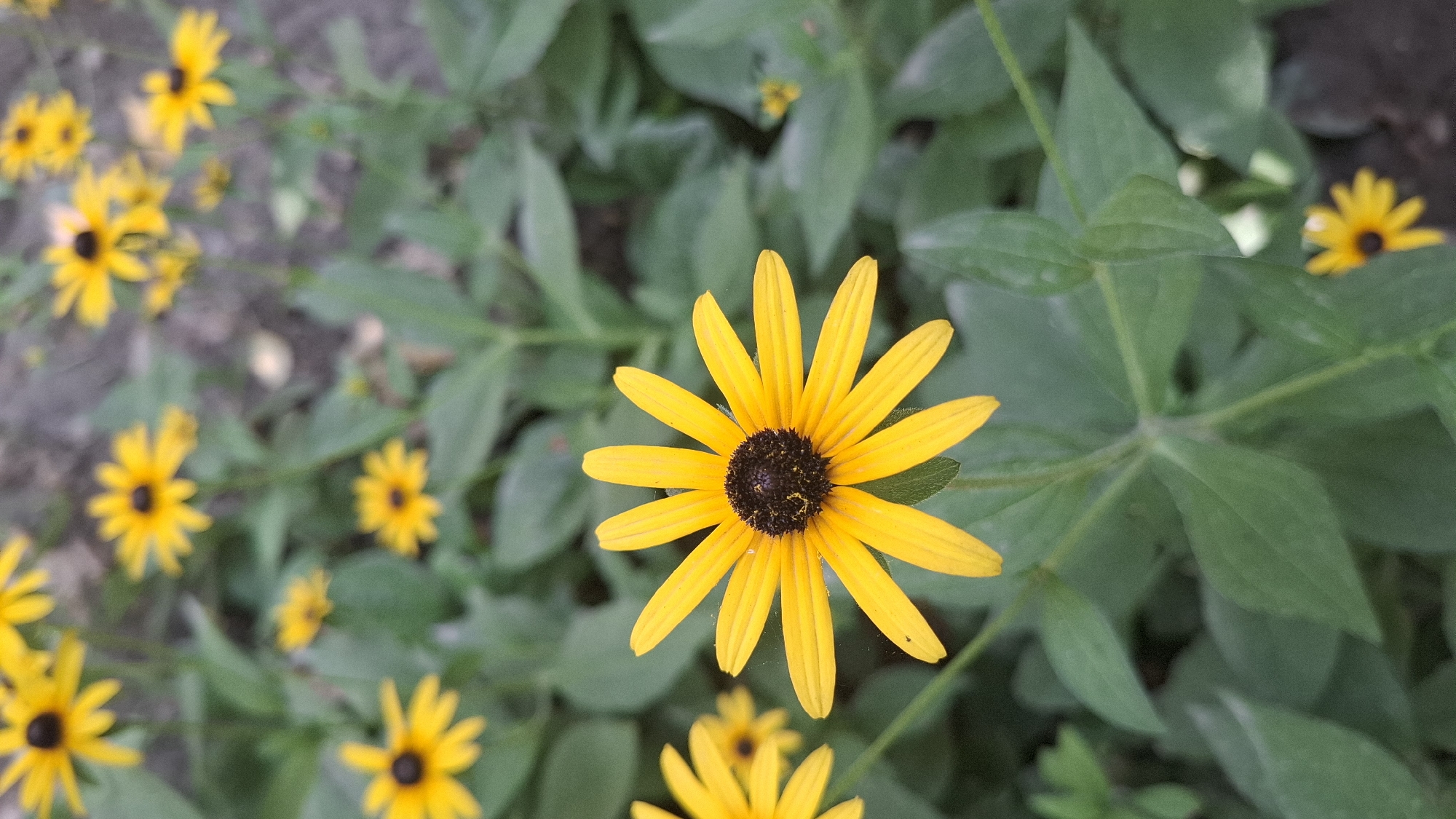 A cluster of yellow Black-Eyed Susan flowers, identifiable by their dark brown centers and bright yellow ray florets, are in full bloom. The flowers are in various stages of openness, with some fully bloomed and others still budding. The greenery surrounding the flowers suggests they are growing outdoors in a natural setting, possibly in a garden or park. The background is softly blurred, indicating a shallow depth of field, which helps to focus attention on the vibrant yellow flowers. The lighting appears to be natural daylight, with soft shadows suggesting an overcast or diffused lighting condition. The image's composition, with the sharpest flower in the foreground and others receding into the background, creates a sense of depth and dimension. The overall scene is one of natural beauty and tranquility. The precise location in Shubarssu, Kazakhstan, cannot be determined from the image alone, as it lacks any specific geographical markers.