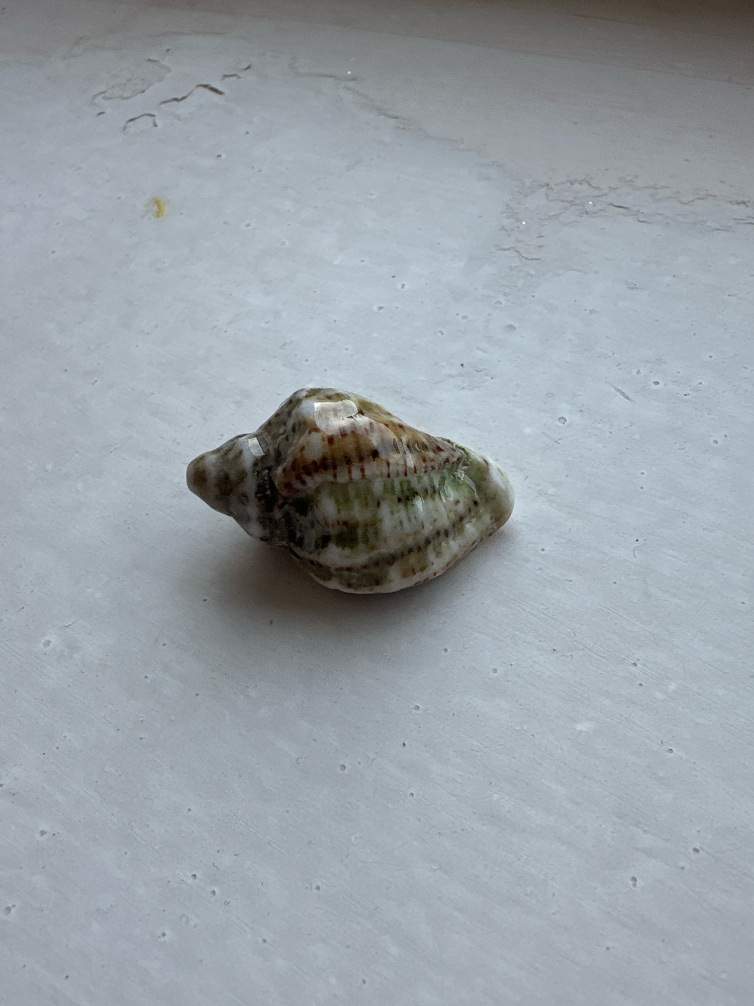 A small, ornate seashell rests on a textured, light-colored surface. The seashell exhibits a spiral pattern with alternating bands of green, brown, and white. The surface beneath it appears to be a countertop or windowsill, with subtle imperfections and faint lines suggesting wear. There is no indication of the city of Gyumri, Armenia, in the image.