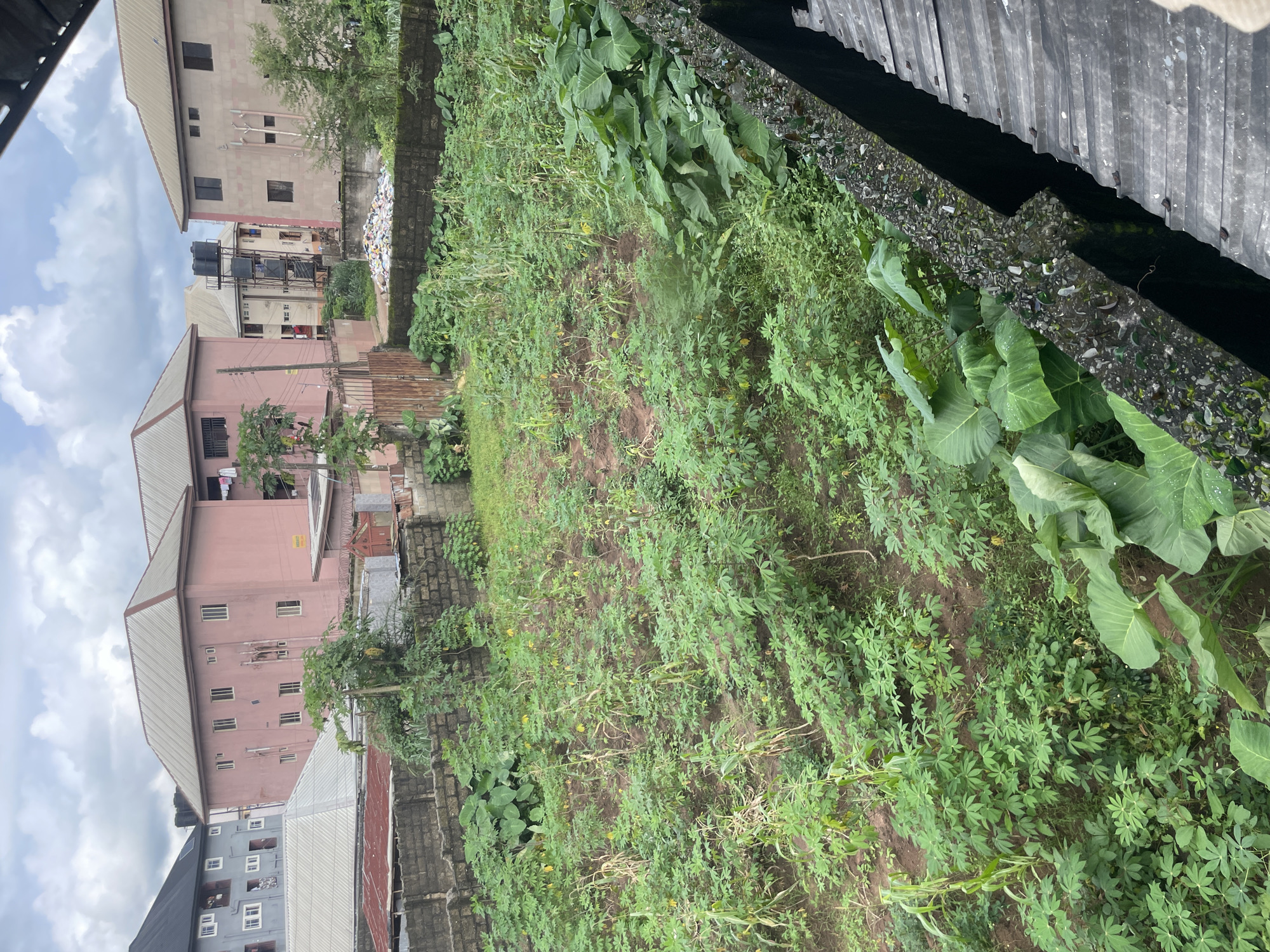This image depicts an overgrown plot of land in Ihiagwa, Nigeria, filled with various green plants and some taller stalks of corn. The foreground shows lush, dense vegetation, including large-leafed plants, possibly taro. Behind this, a field of smaller, leafy plants, likely cassava, stretches towards a low brick wall. Beyond the wall, several multi-story buildings are visible. The largest is a pale pink building with a metallic roof, featuring multiple windows. To its left, a grey building with a similar roof structure is partly obscured. Further back, another building with a metallic roof and a water tower with large black tanks is situated. The environment appears to be a residential area with a mix of structures and cultivated land. The sky is overcast with clouds.